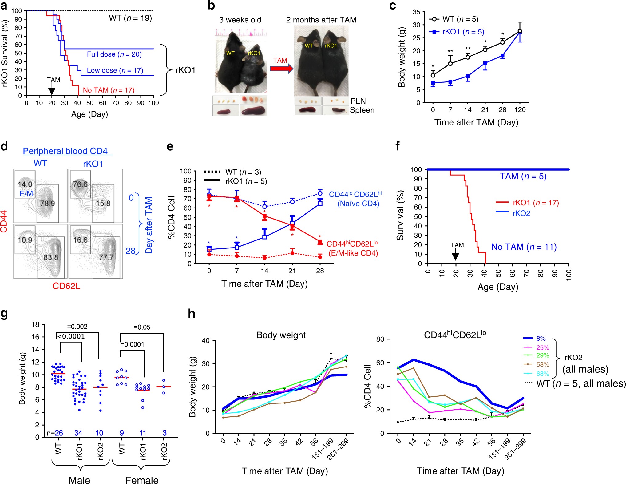 Fig. 2: Brg1 reexpression rescues rKO mice.