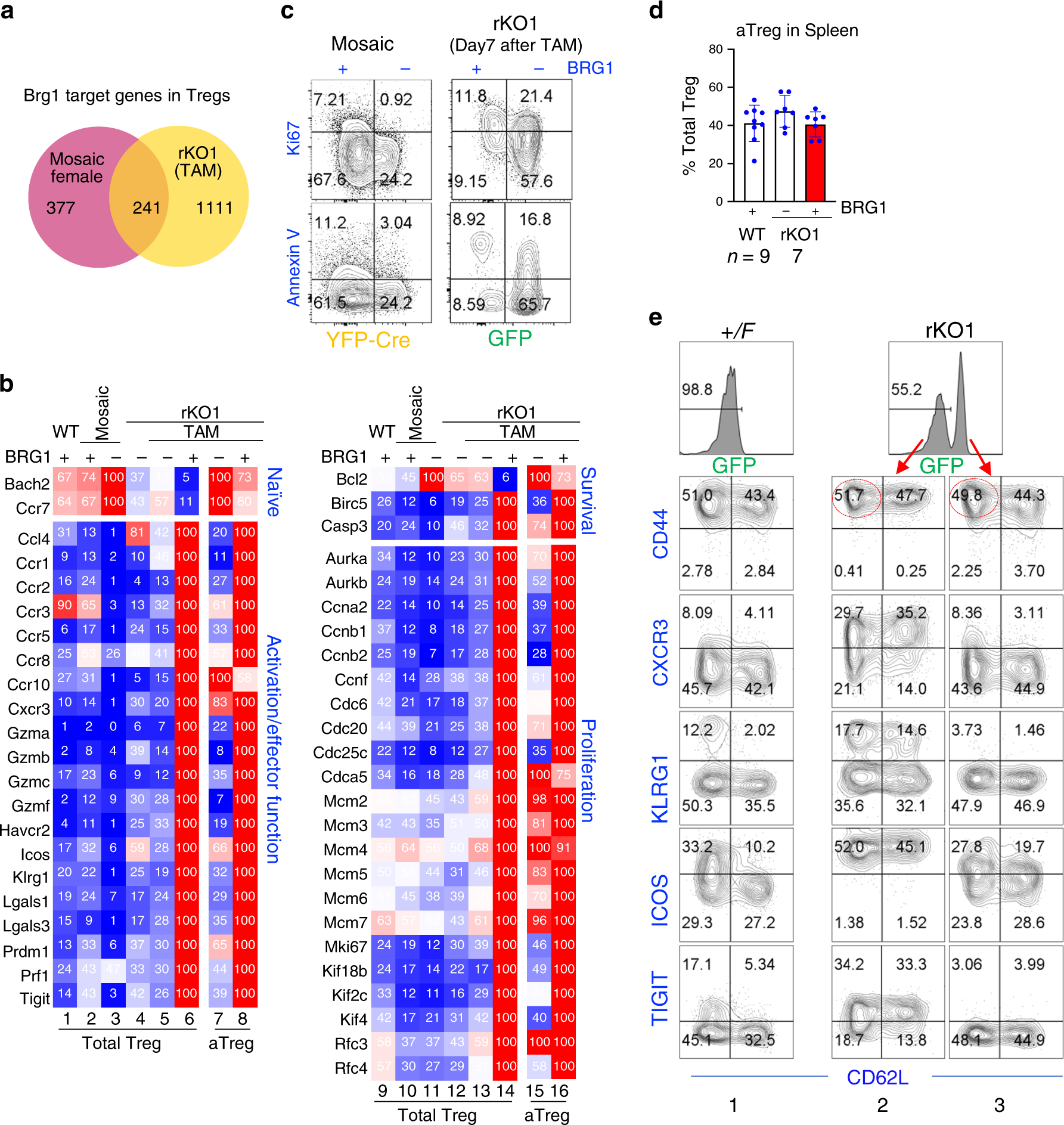 Fig. 3: Brg1 reexpression causes hyperactivation of both rTregs and aTregs.