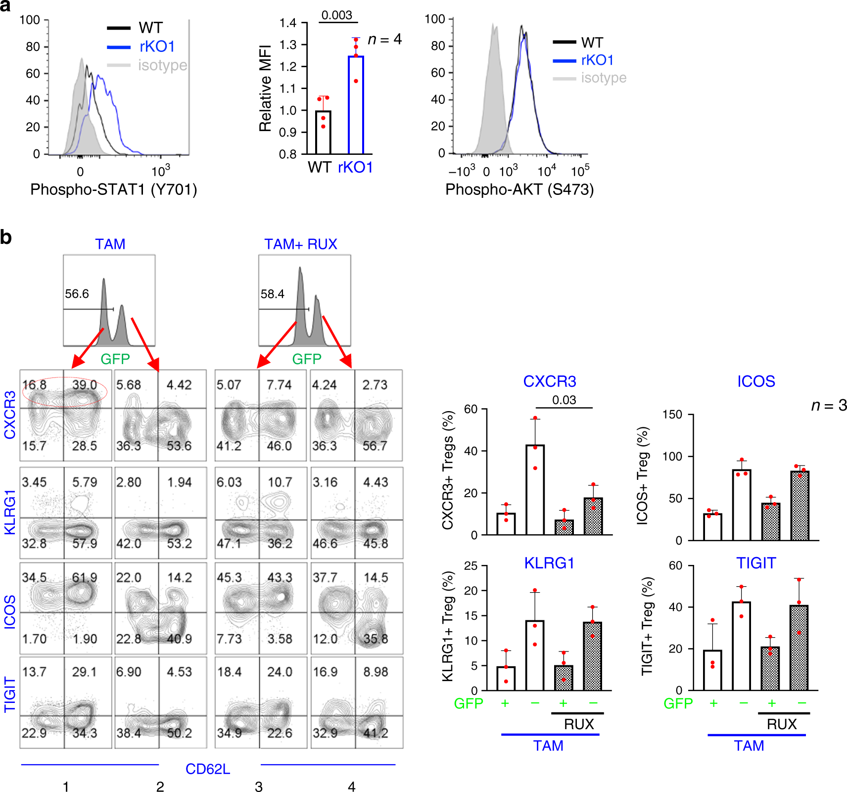 Fig. 4: Enhanced Stat1 signaling helps BRG1 drive CXCR3 overexpression.