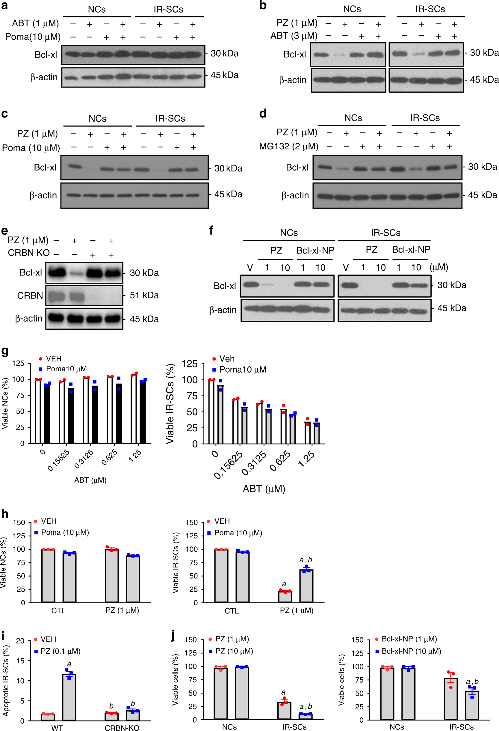 Fig. 2: PZ induces Bcl-xl degradation depending on the CRBN E3 ligase and proteasomes.