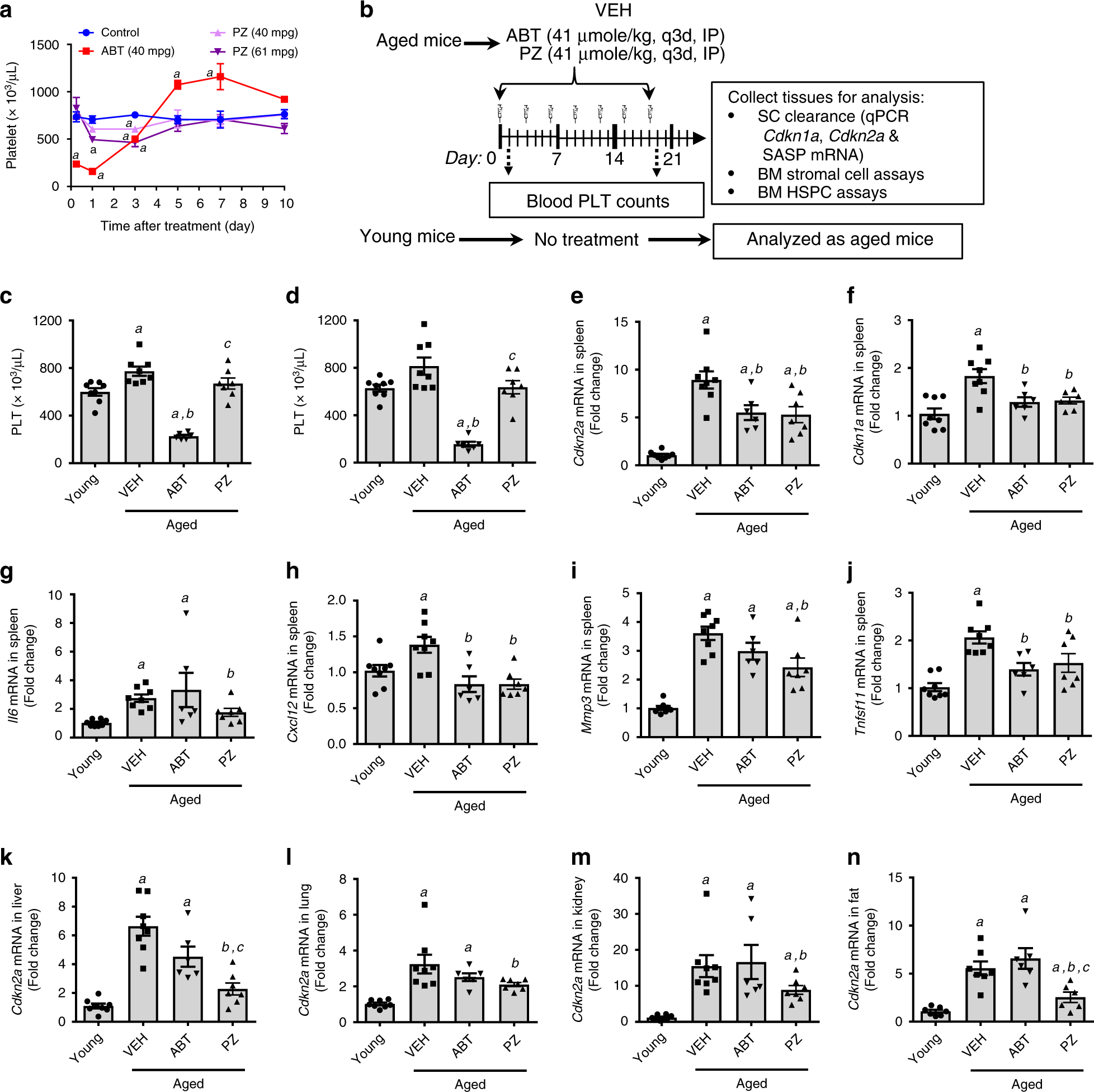 Fig. 3: PZ effectively clears SCs without causing thrombocytopenia in naturally aged mice.