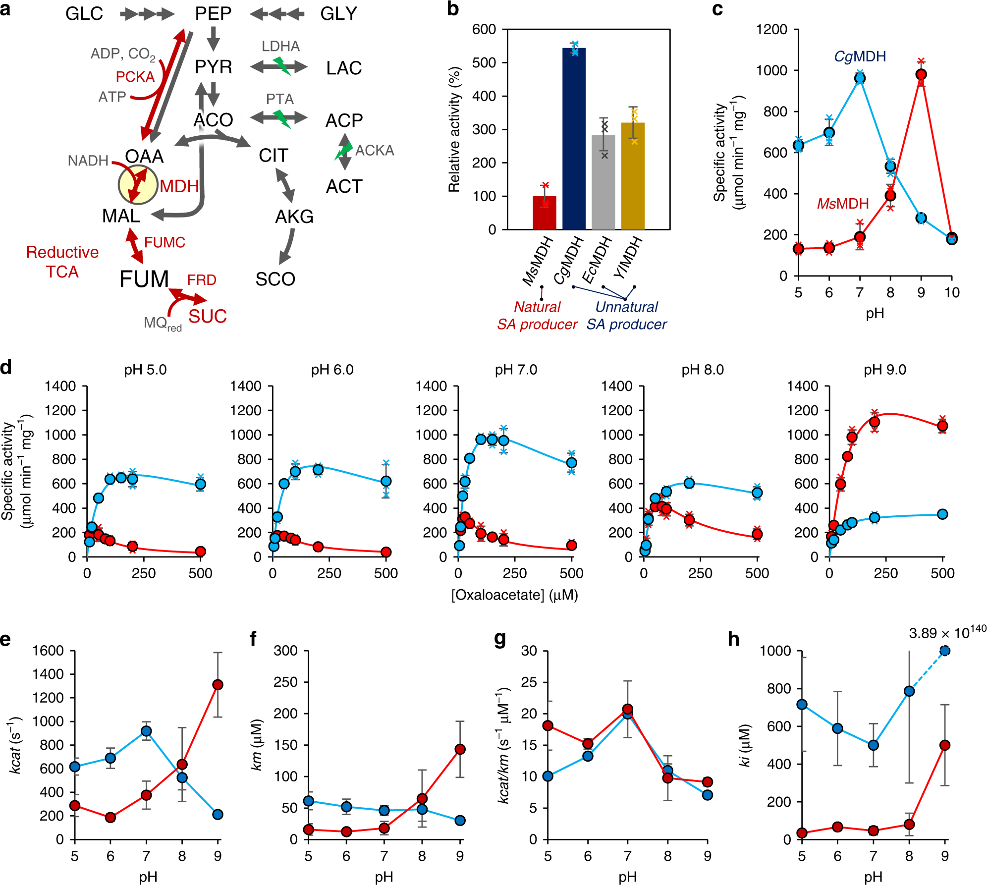 Enhanced Succinic Acid Production By Mannheimia Employing Optimal Malate Dehydrogenase Nature Communications