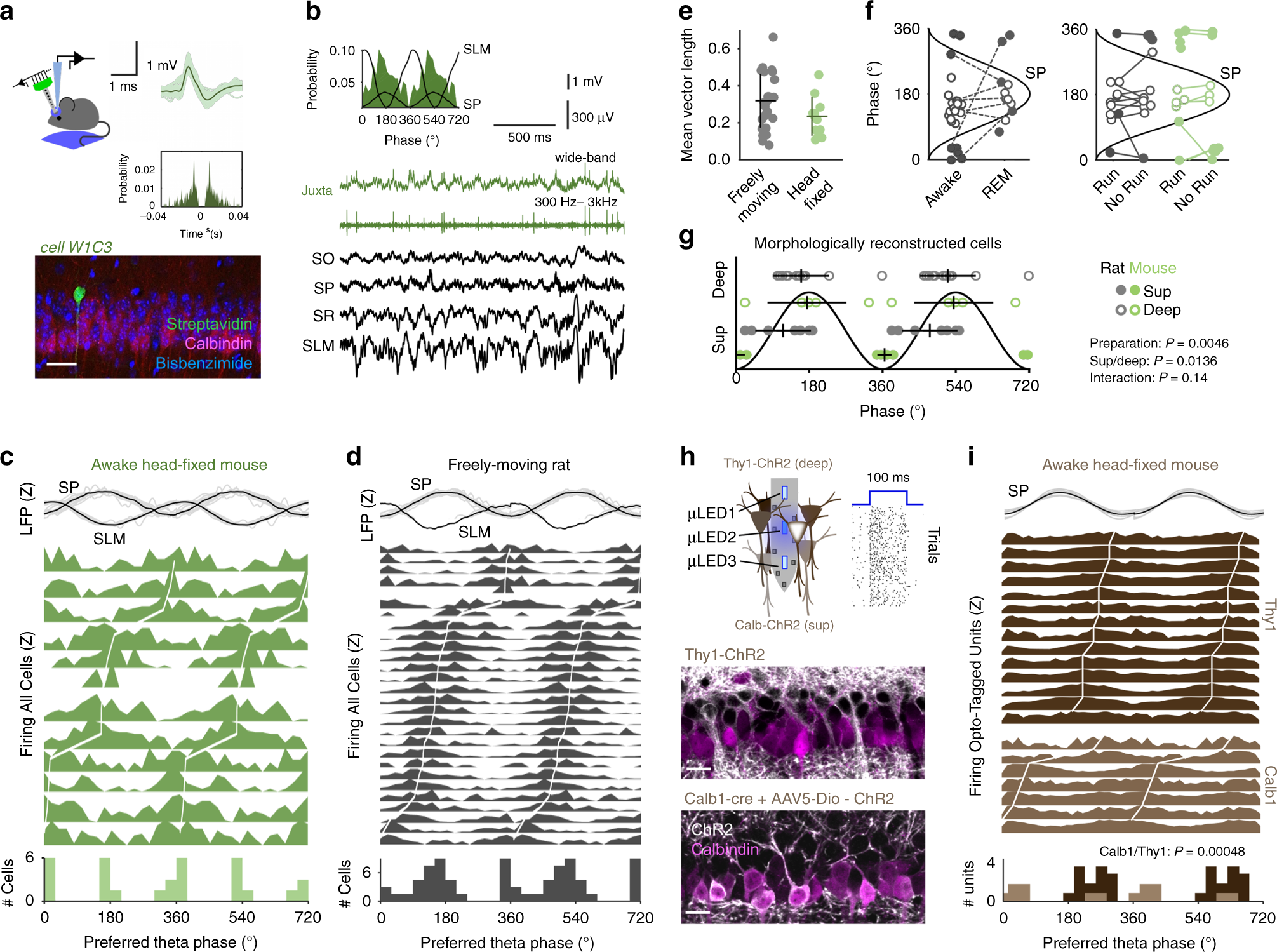Multimodal determinants of phase-locked dynamics across deep-superficial  hippocampal sublayers during theta oscillations | Nature Communications
