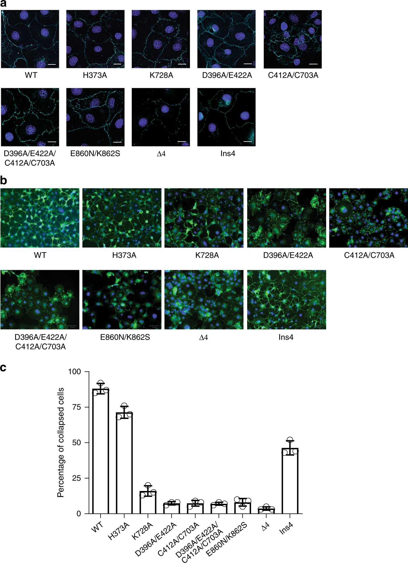 Fig. 5: Functional analyses of the inter-domain interactions in PlexinC1 using the COS-7 cell collapse assay.