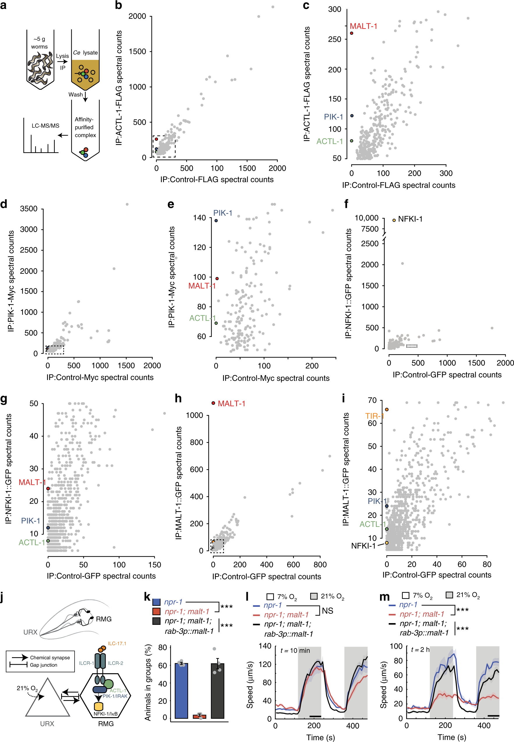 Fig. 1: MALT-1 forms a complex with ACTL-1, PIK-1/IRAK, and NFKI-1.