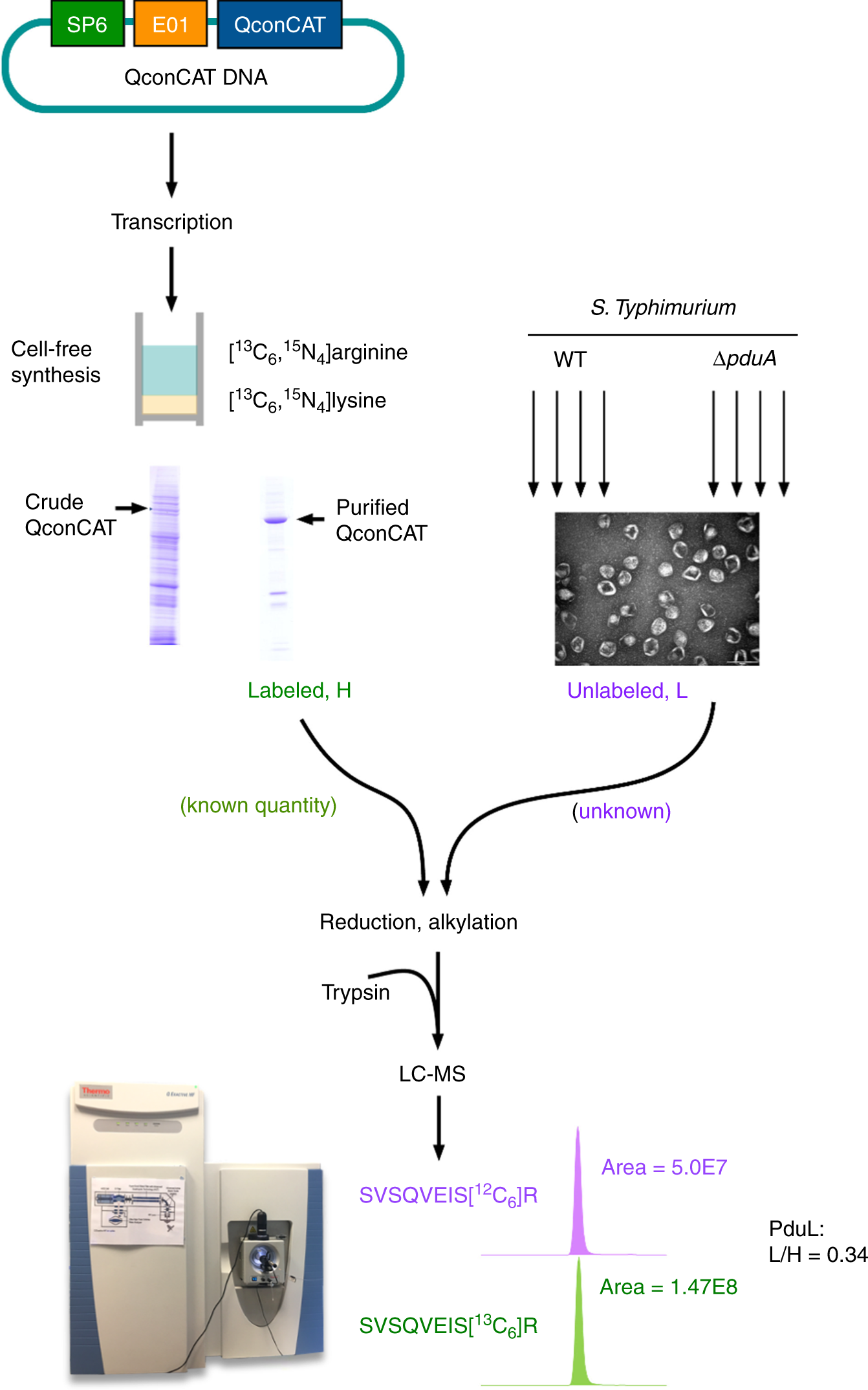 Fig. 2: Schematic overview of QconCAT strategy.