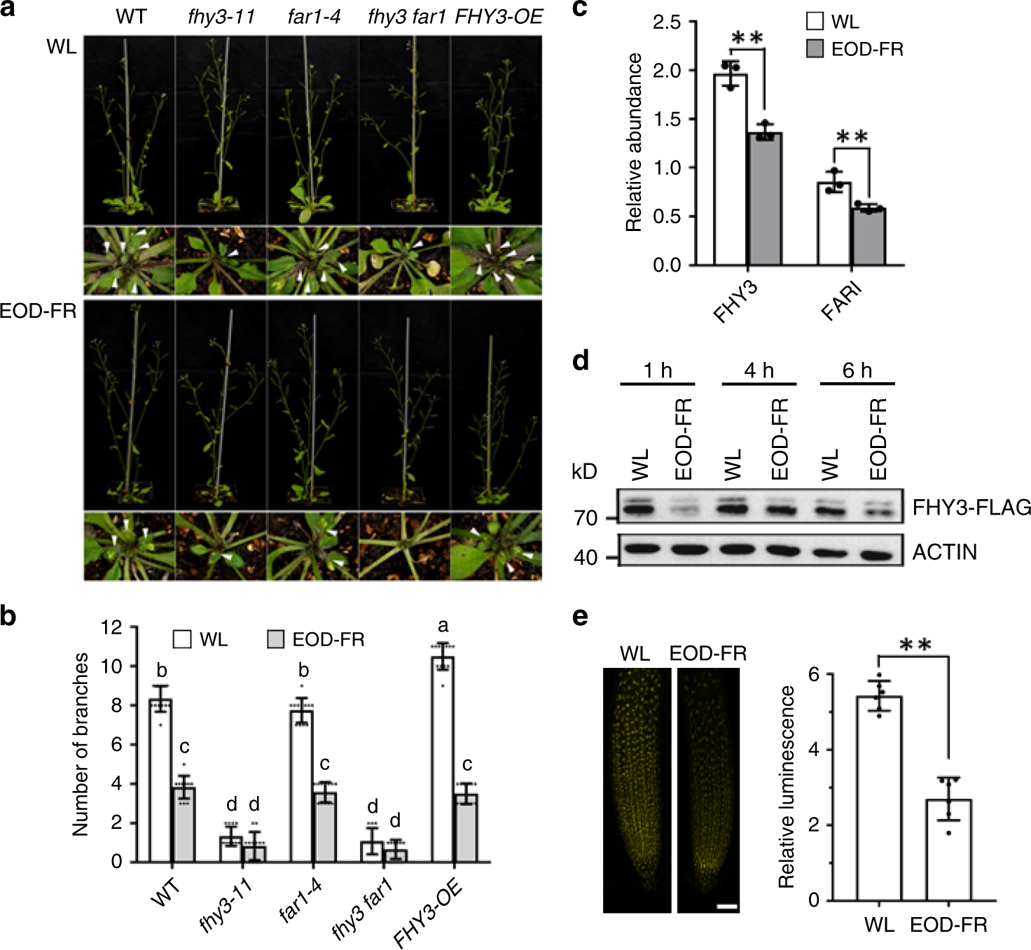 Fig. 1: FHY3 and FAR1 play a role in regulating branching in response to light quality change.