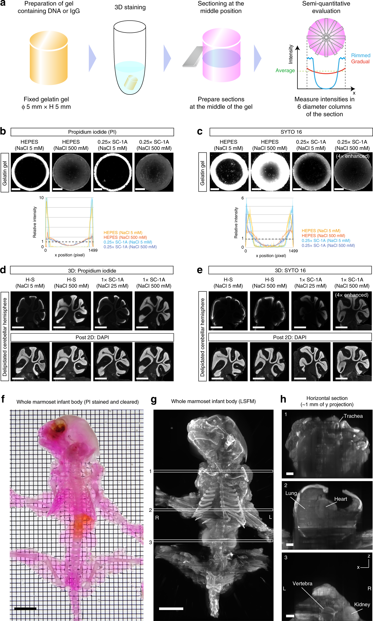 Fig. 2: Development of a versatile protocol for whole-organ/body dye staining.