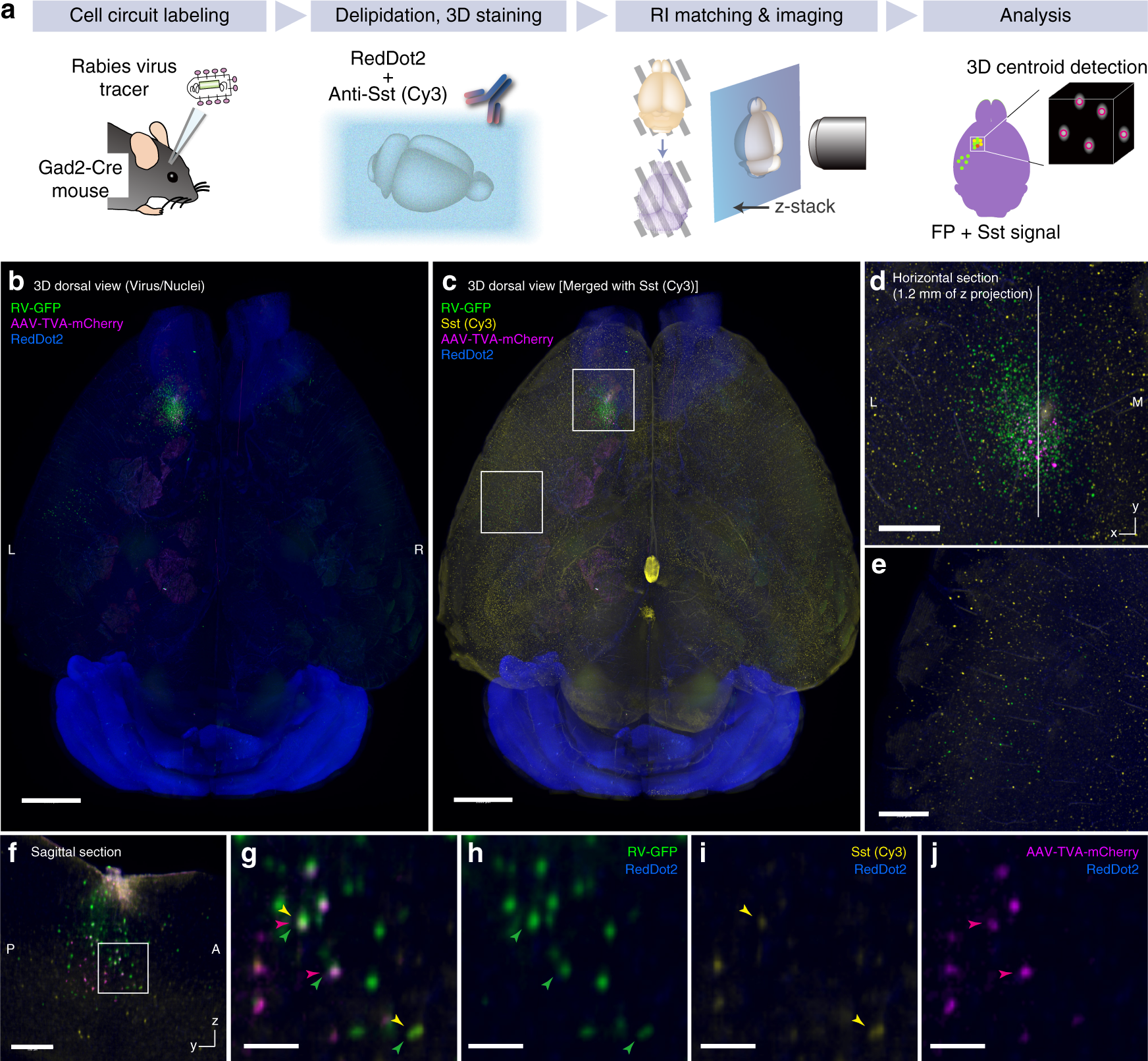 Fig. 7: CUBIC-HV allows whole-organ cellular circuit analysis.