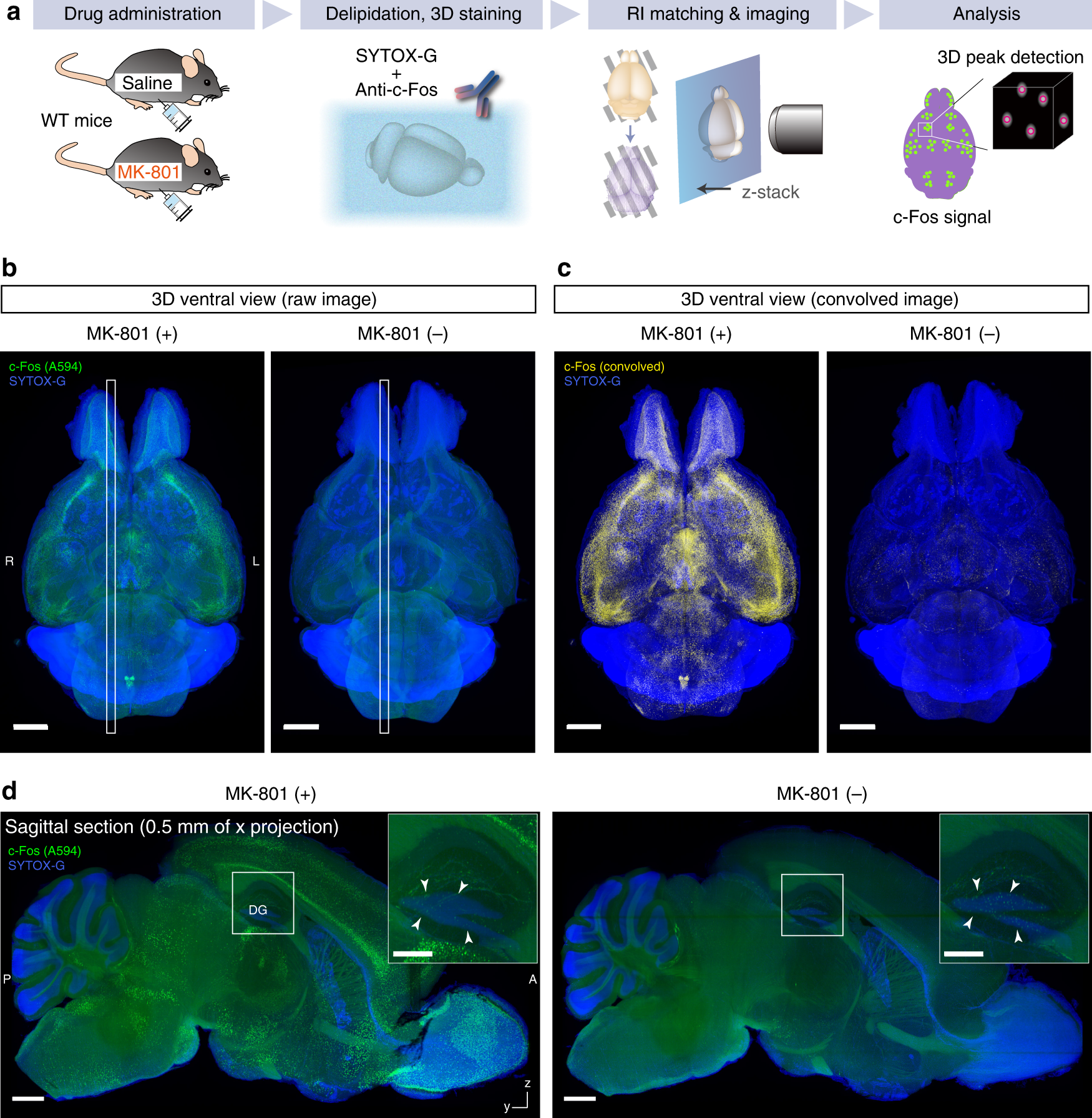 Fig. 8: CUBIC-HV allows whole-organ cellular function analysis.