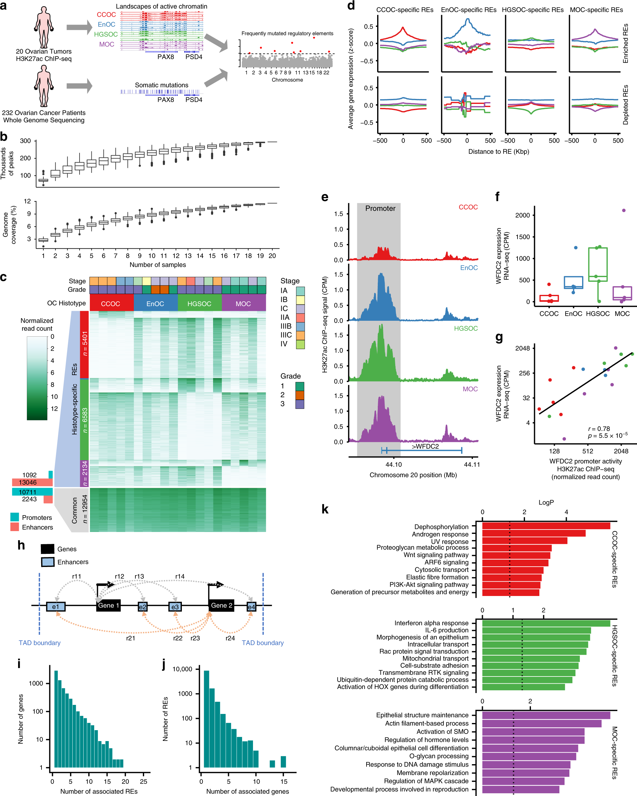 Fig. 1: Epigenomic profiling in 20 epithelial OCs reveals histotype-specific REs.