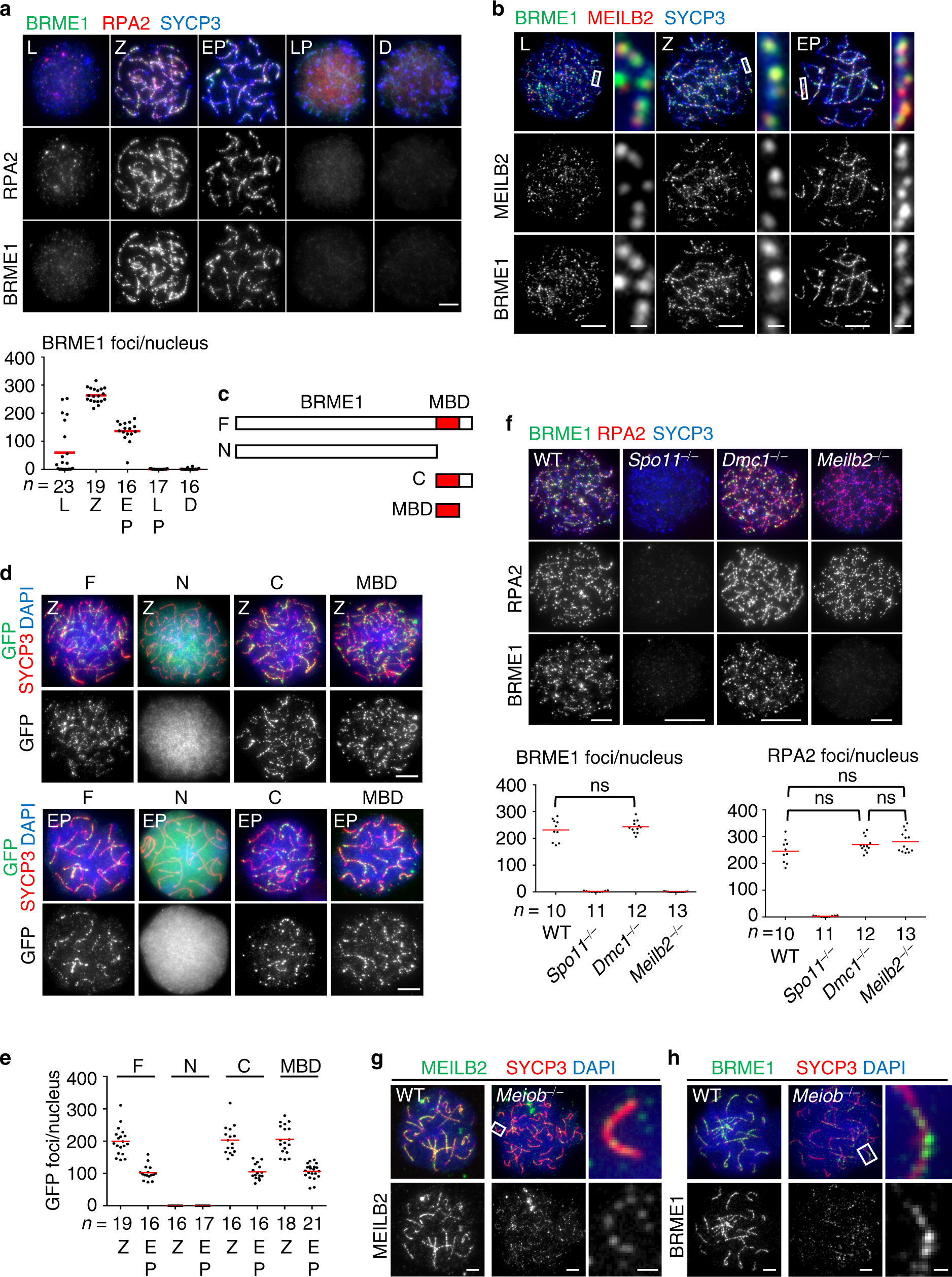 Fig. 3: BRME1 is a meiotic DSB-associating protein.