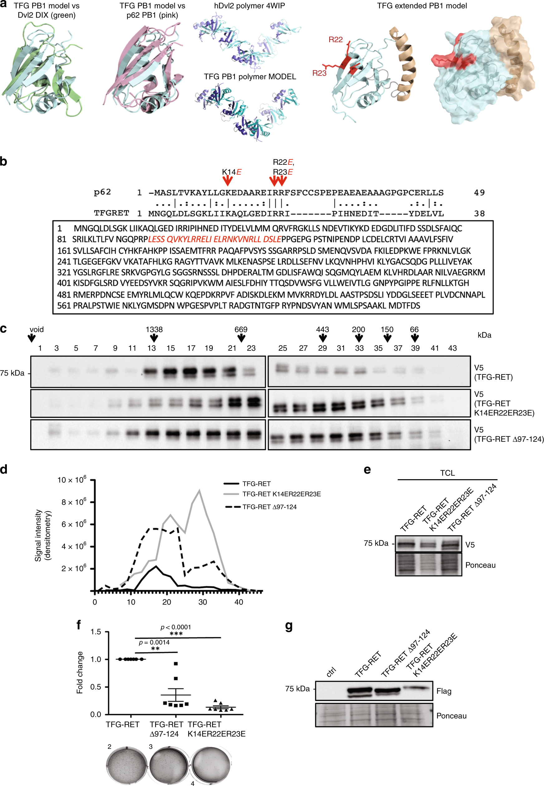 Fig. 4: TFG domains have a role in the TFG-RET heteromerization and oncogenicity.