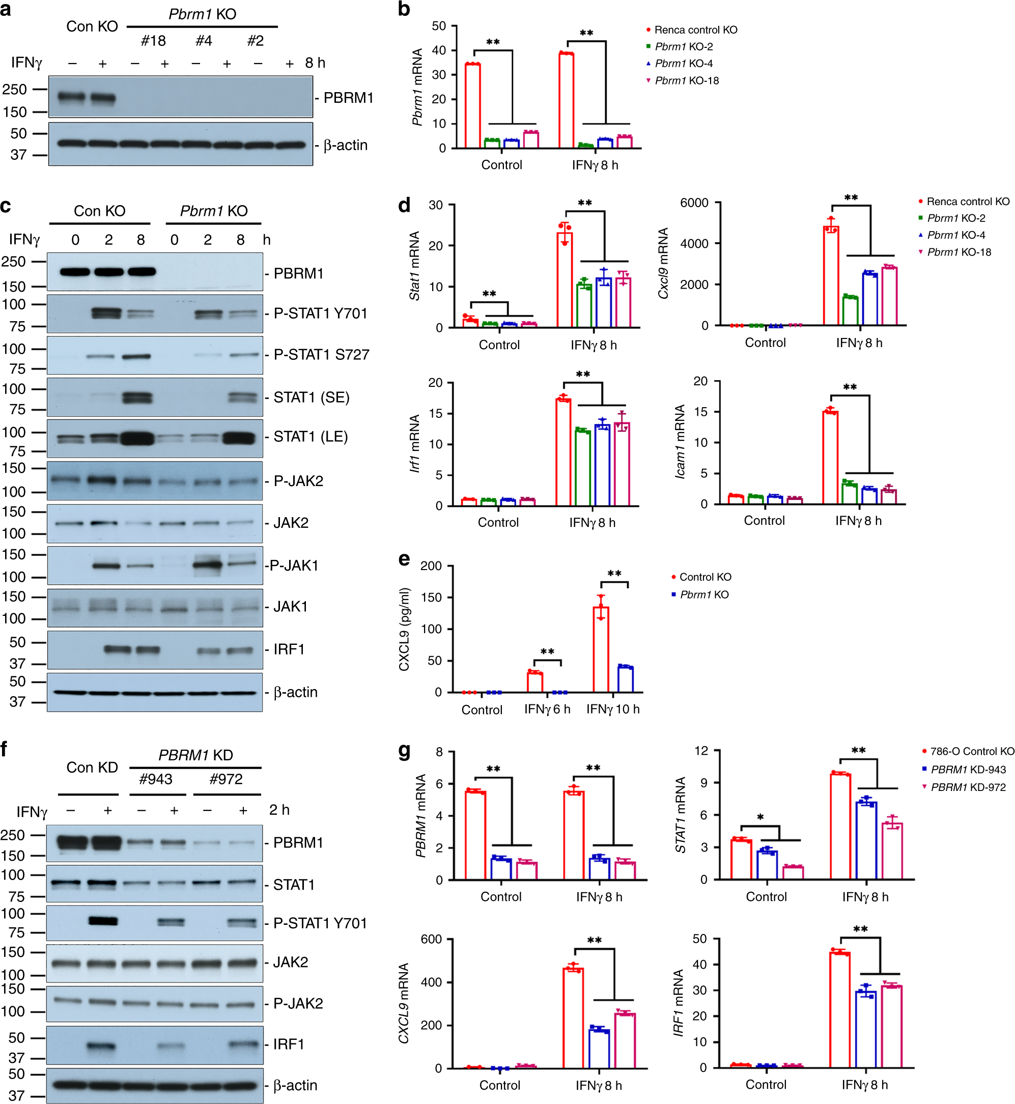 Fig. 1: PBRM1/Pbrm1 deficiency reduced IFNγ-STAT1 activity in Renca cells and 786-O cells.
