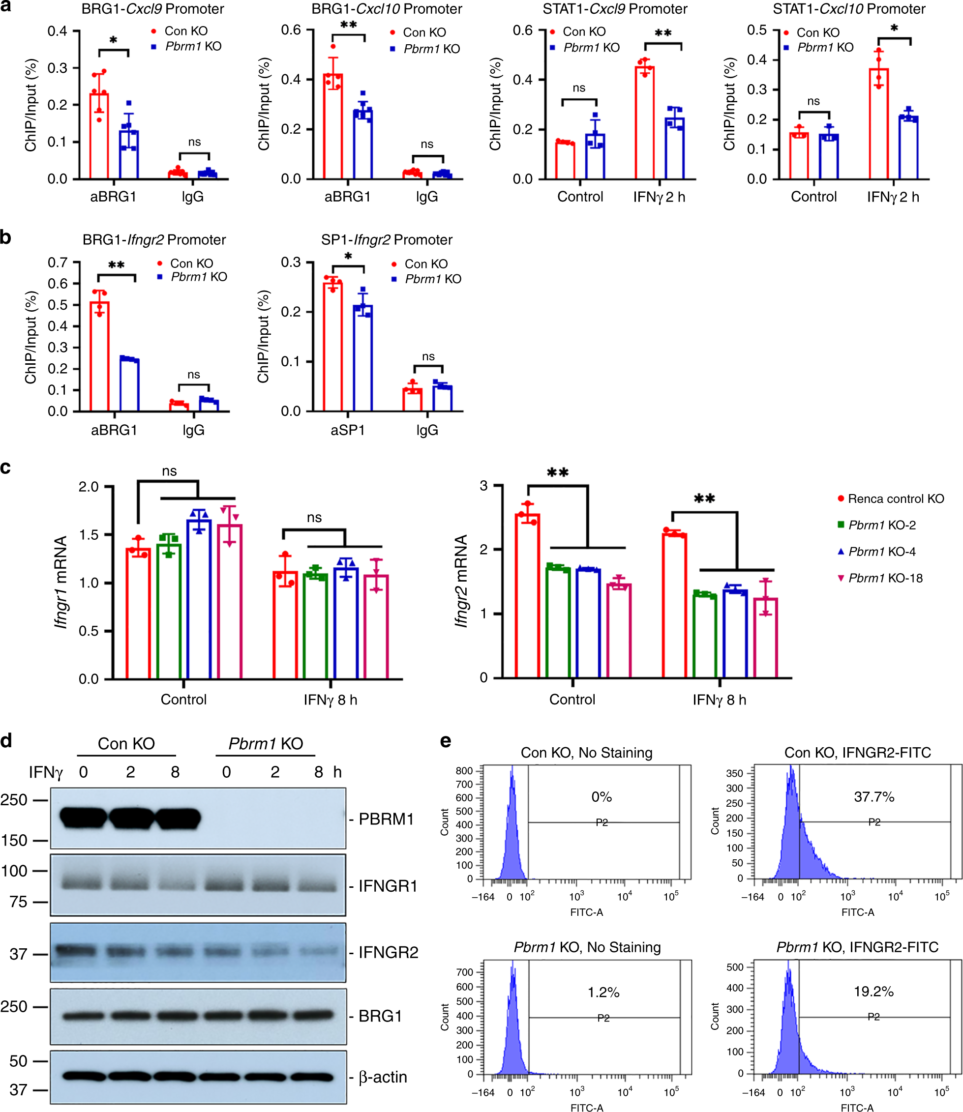 Fig. 2: Pbrm1 knockout reduced Ifngr2 expression in Renca cells.