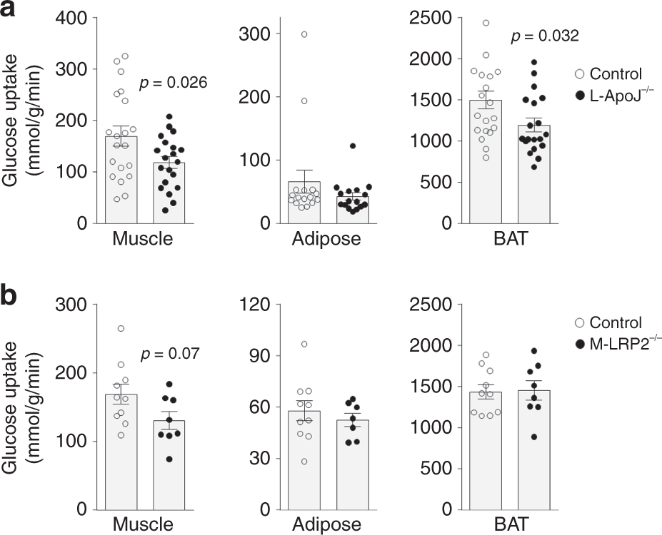 Fig. 6: ApoJ → LRP2 signaling is required for insulin-stimulated glucose uptake.