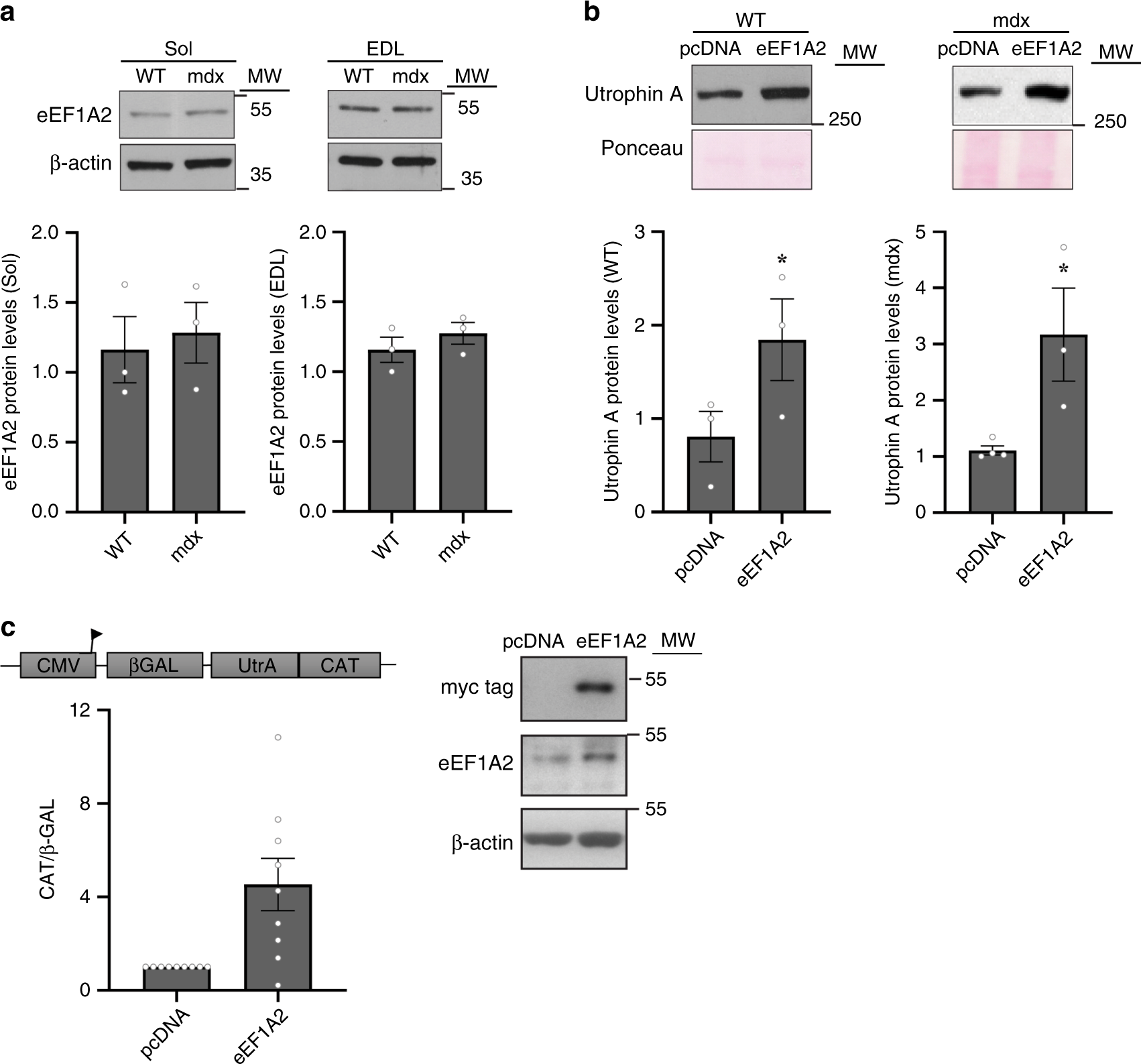 Identification of therapeutics that target eEF1A2 and upregulate utrophin A  translation in dystrophic muscles | Nature Communications