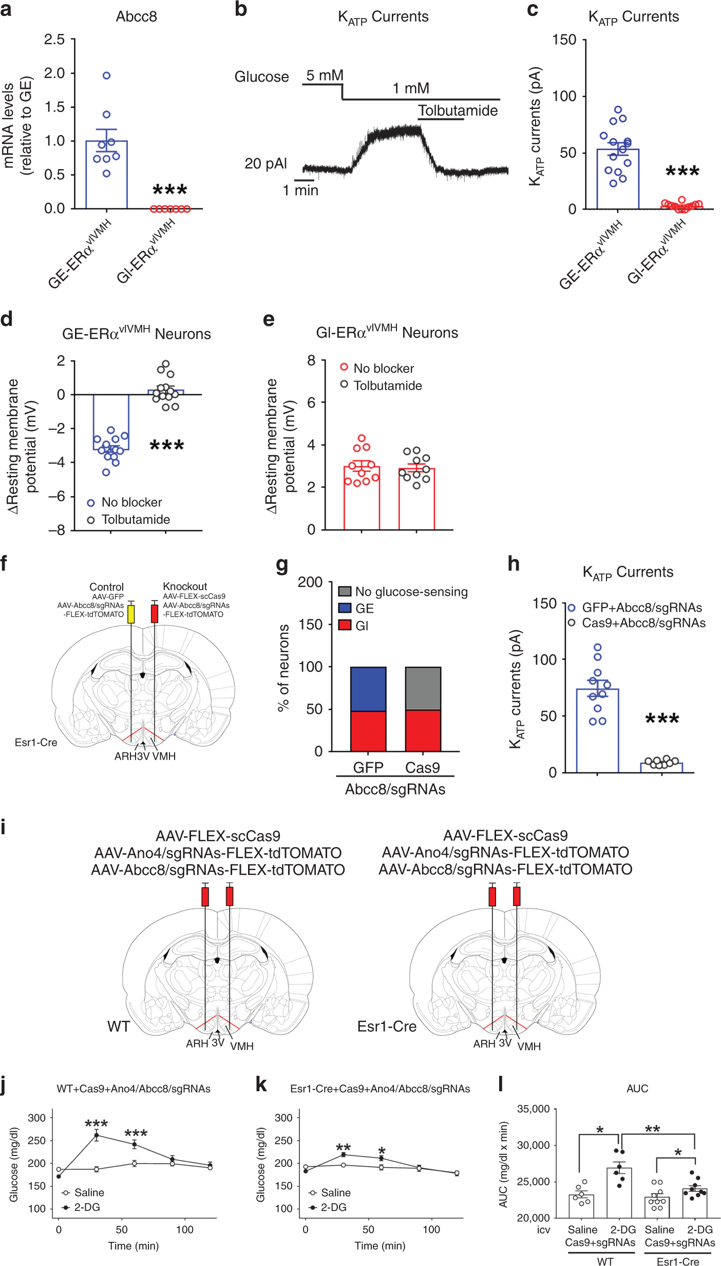 Fig. 3: Abcc8 mediates hypoglycemia-induced inhibition GE-ERαvlVMH neurons.