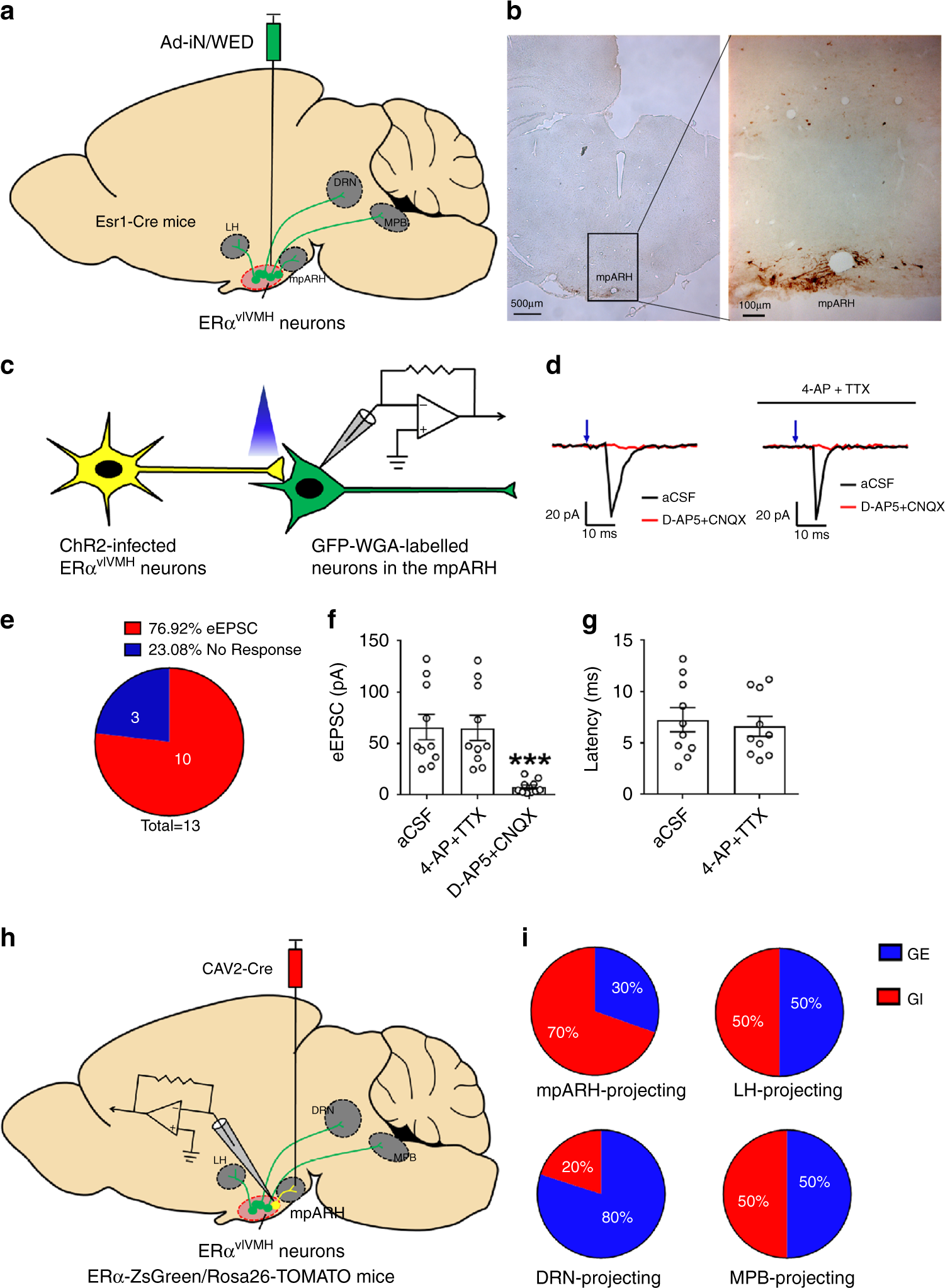 Fig. 4: Projecting sites of GE- and GI-ERαvlVMH neurons.
