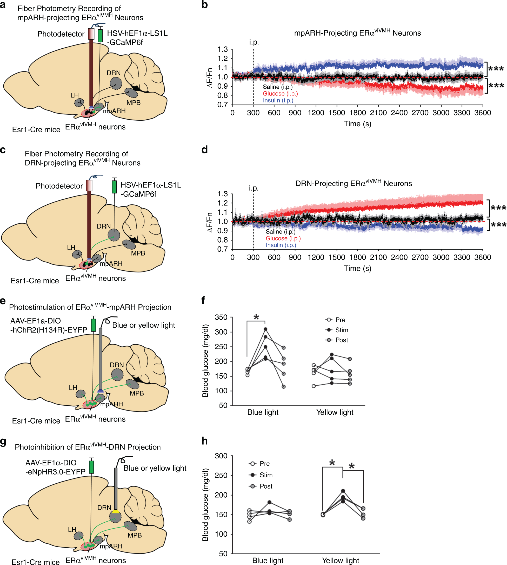 Fig. 5: Distinct ERαvlVMH-downstream projections prevent hypoglycemia.