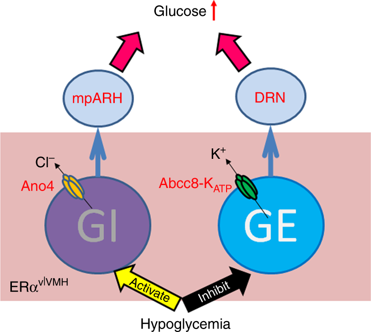 Fig. 6: A schematic model.