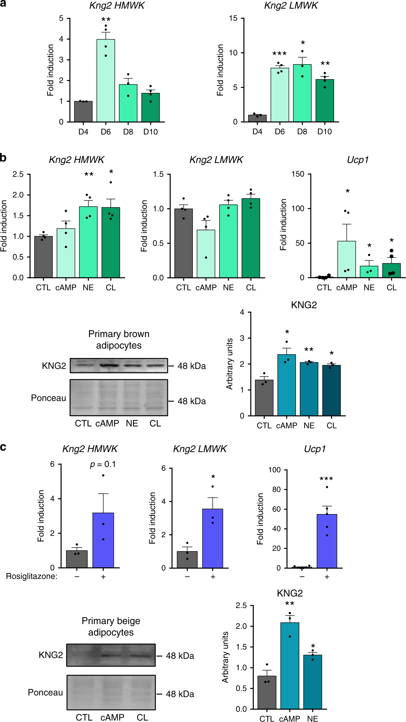 Fig. 2: Kng2 regulation in murine primary brown and beige adipocytes.