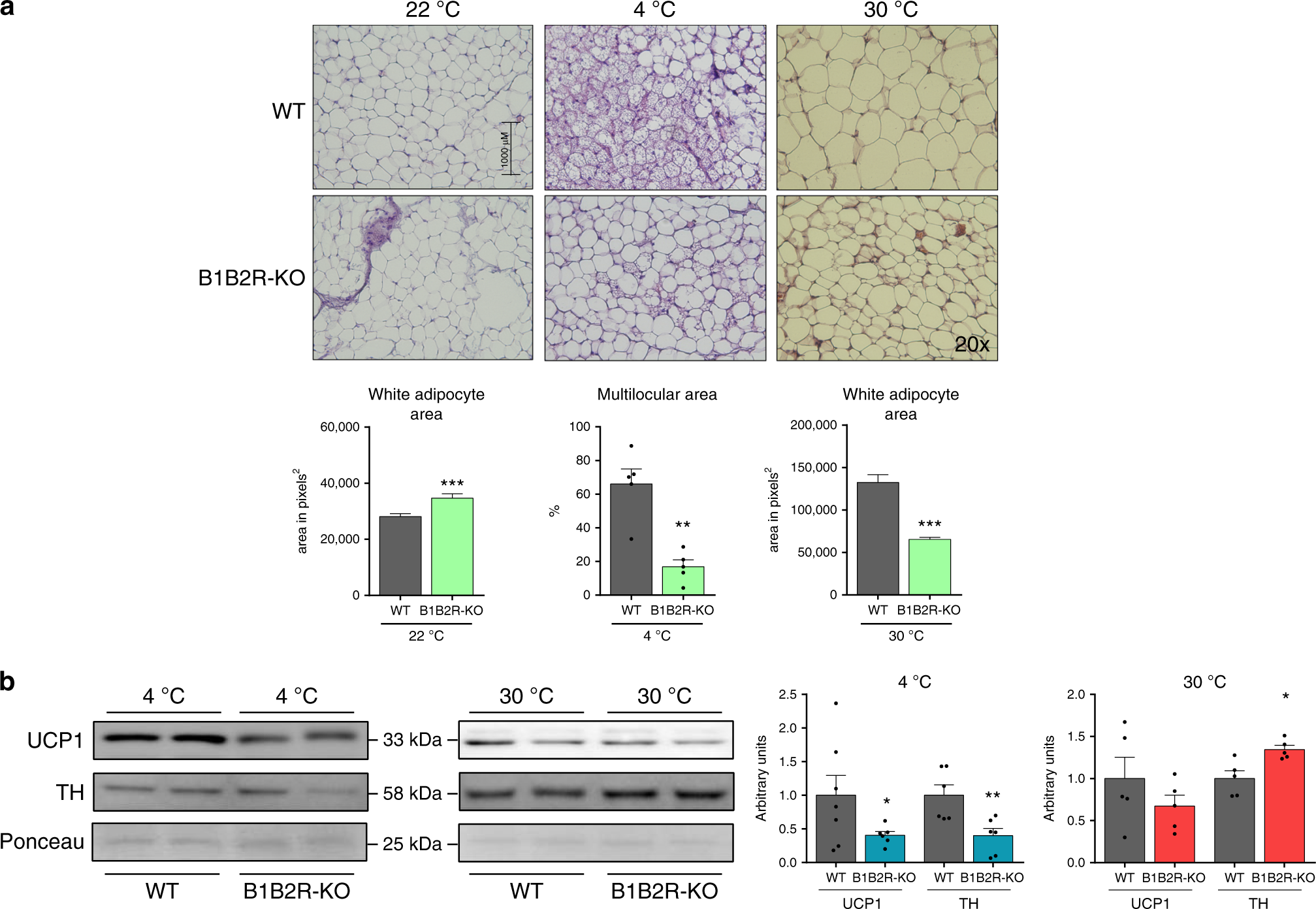 Fig. 8: Effects of temperature challenges on iWAT of B1B2R-KO mice.