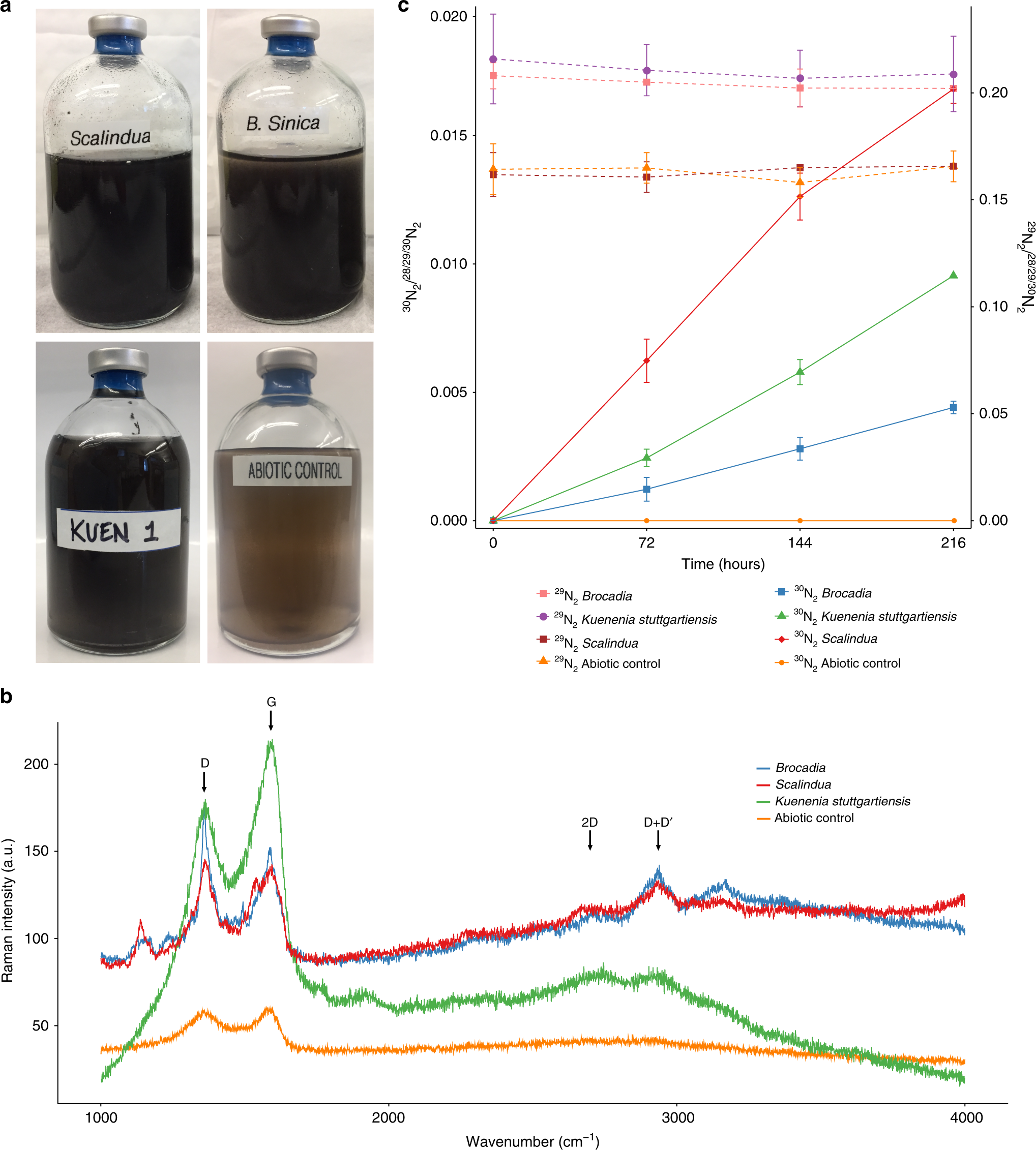 Synergy between Comammox and Anammox Bacteria in Wastewater