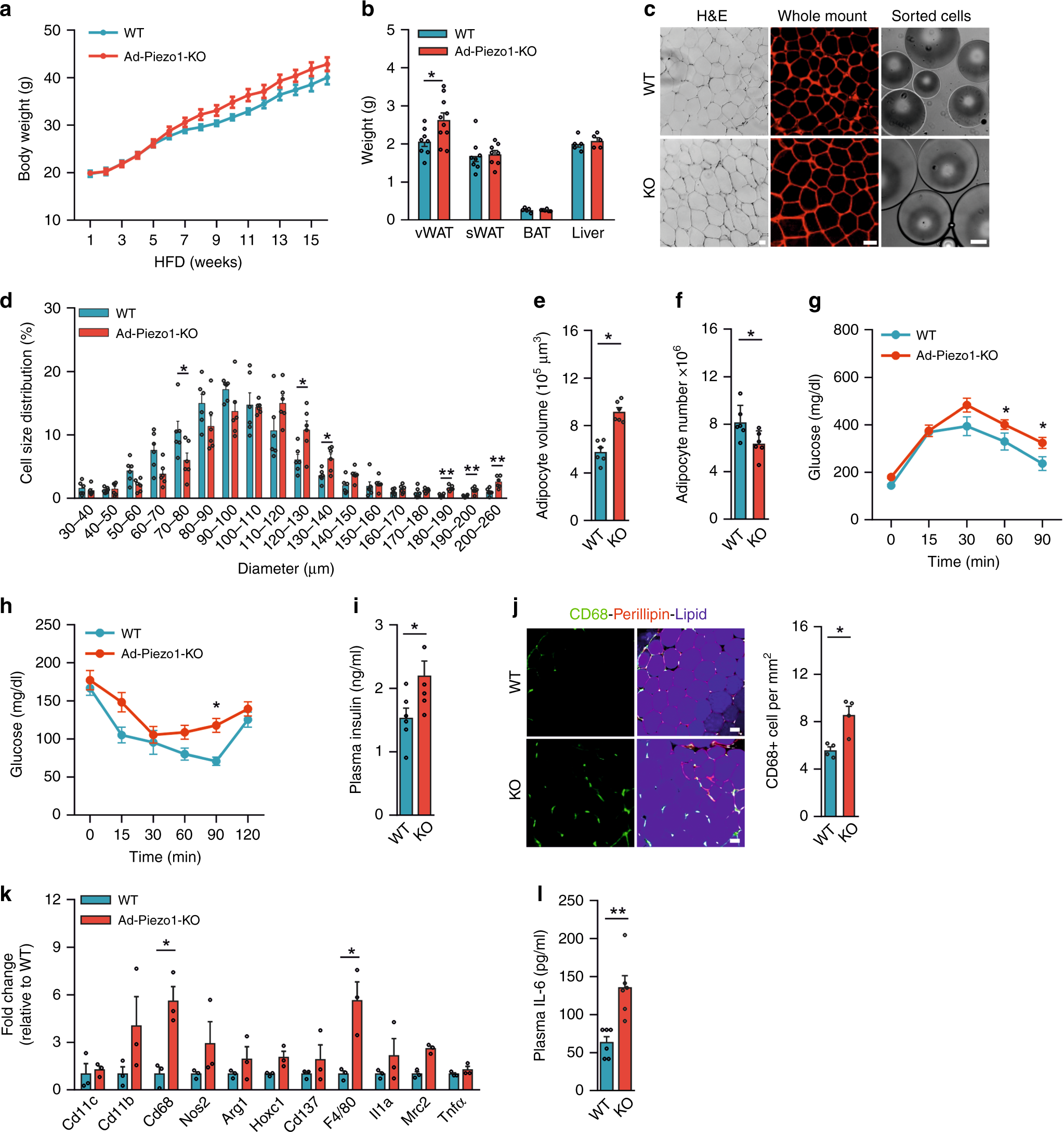 Fig. 2: Metabolic phenotype of Ad-Piezo1-KO mice under HFD.