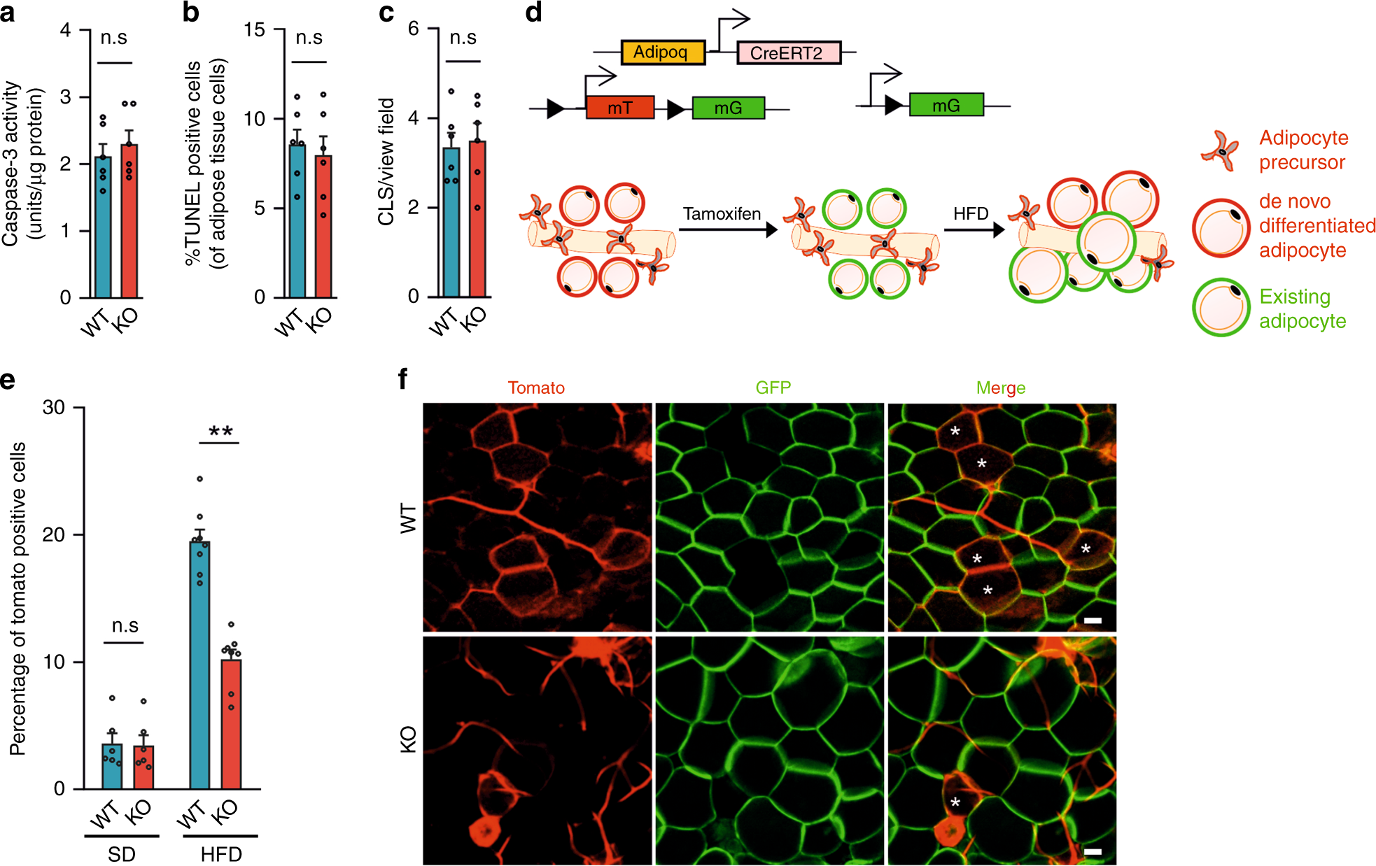 Fig. 3: Analysis of in vivo adipogenesis in Ad-Piezo1-KO mice.