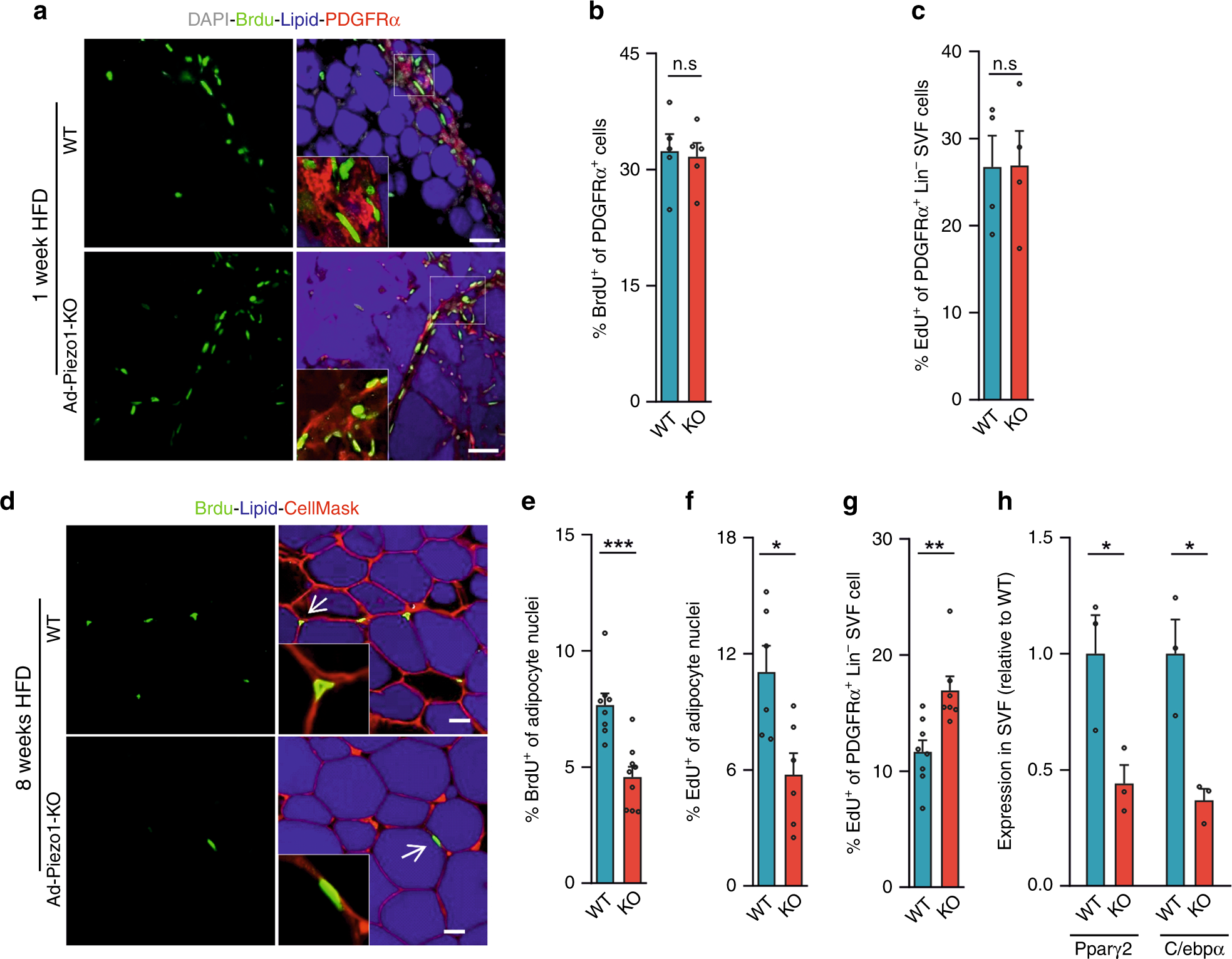 Fig. 4: Analysis of adipocyte precursor proliferation and differentiation in Ad-Piezo1-KO mice.