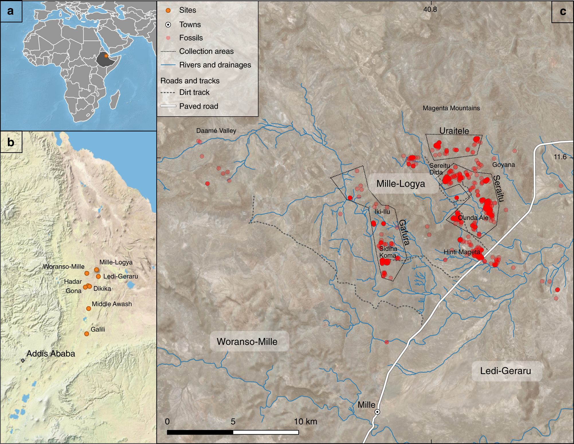 Fossils from Mille-Logya, Afar, Ethiopia, elucidate the link ...