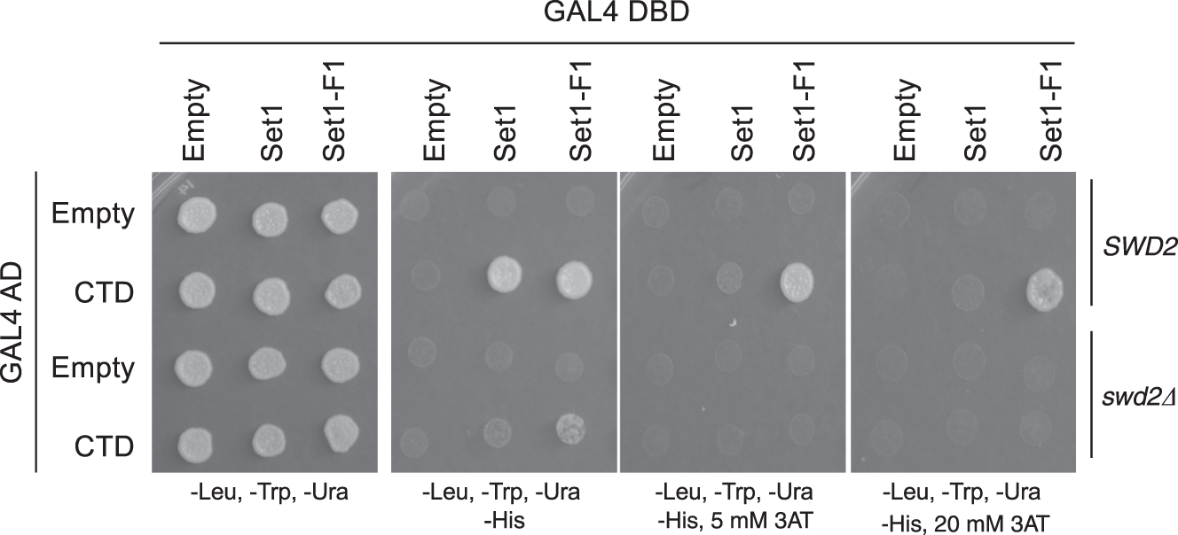 Fig. 3: Swd2 enhances the Set1–CTD Y2H interaction.
