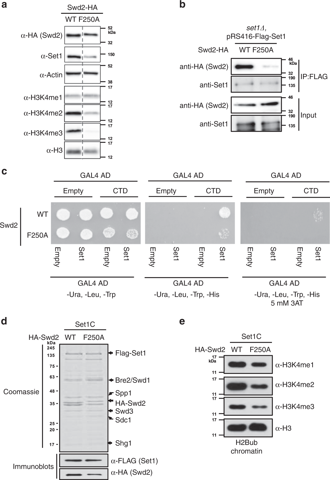 Fig. 5: The Swd2 WD40 domain is critical for COMPASS function.