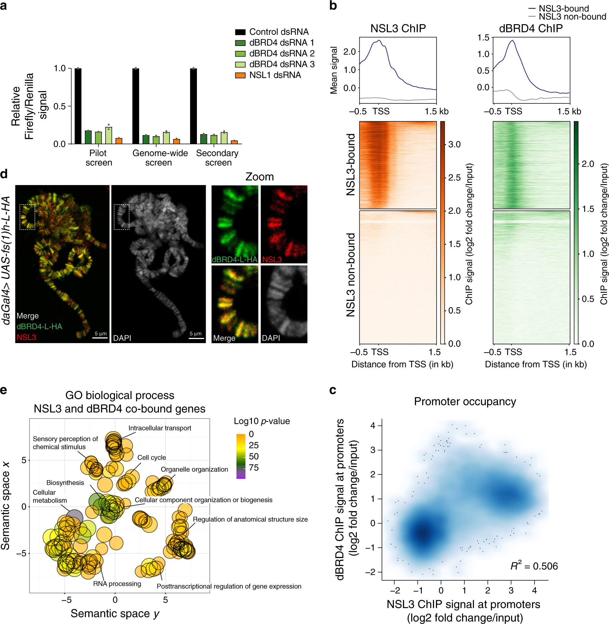 Fig. 2: The NSL complex and dBRD4 colocalize on endogenous promoters.