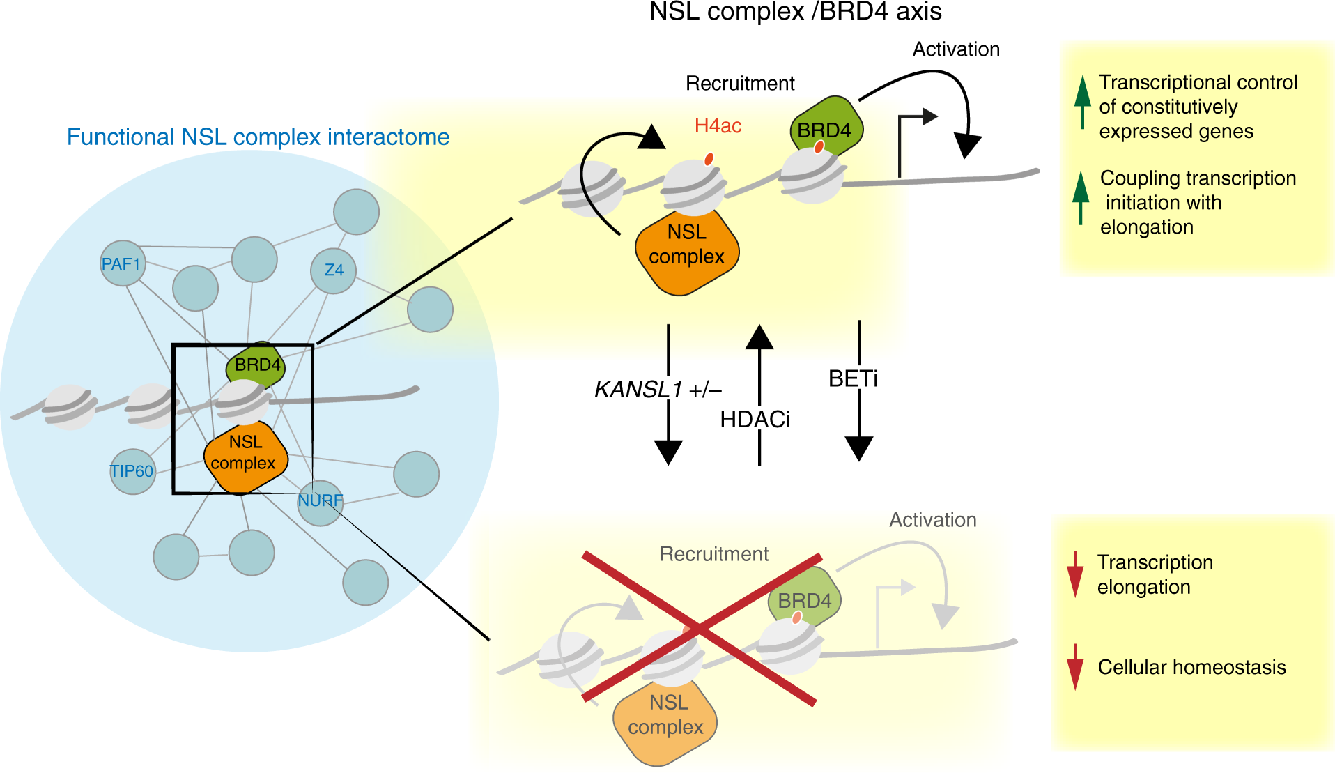 Fig. 7: Model of transcriptional activation of NSL complex target genes.