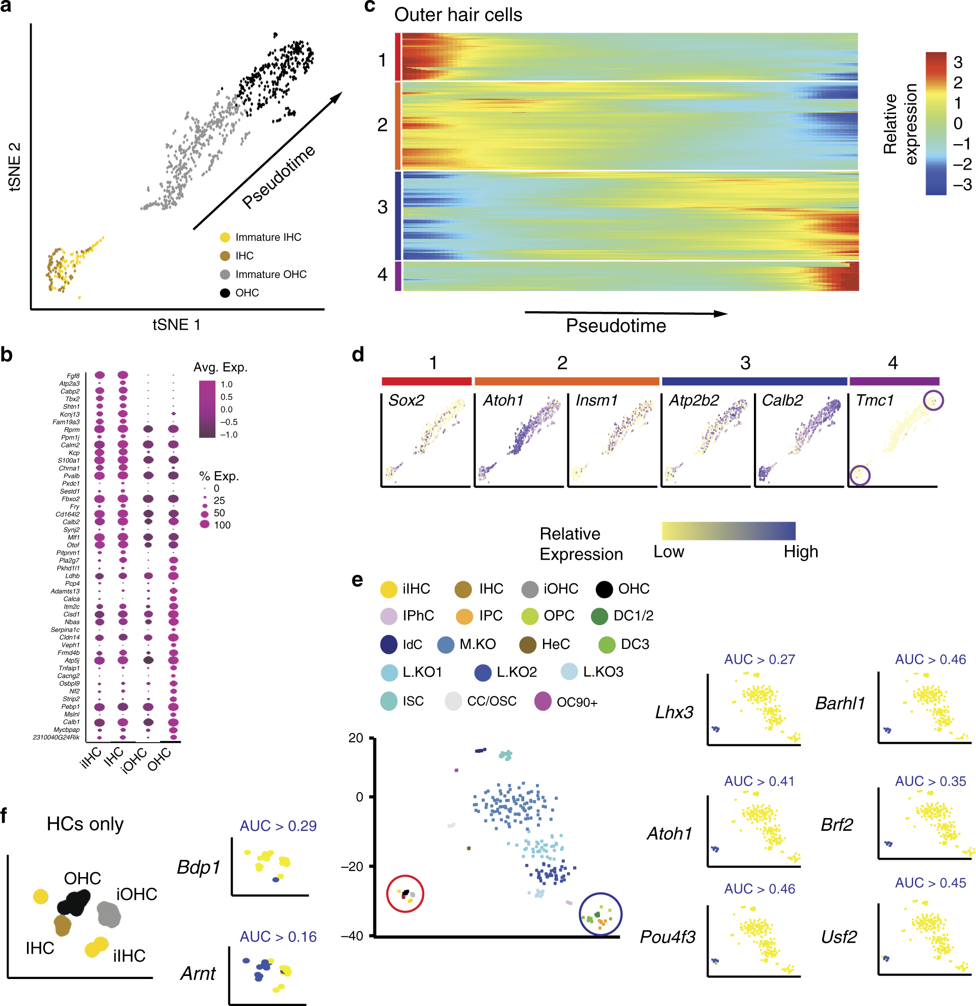 Fig. 3: Development of OHCs.