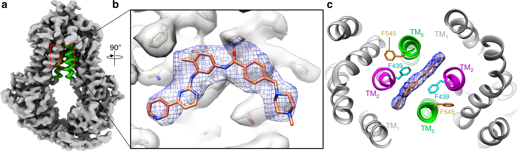 Fig. 3: Imatinib traps ABCG2 in an inward conformation.
