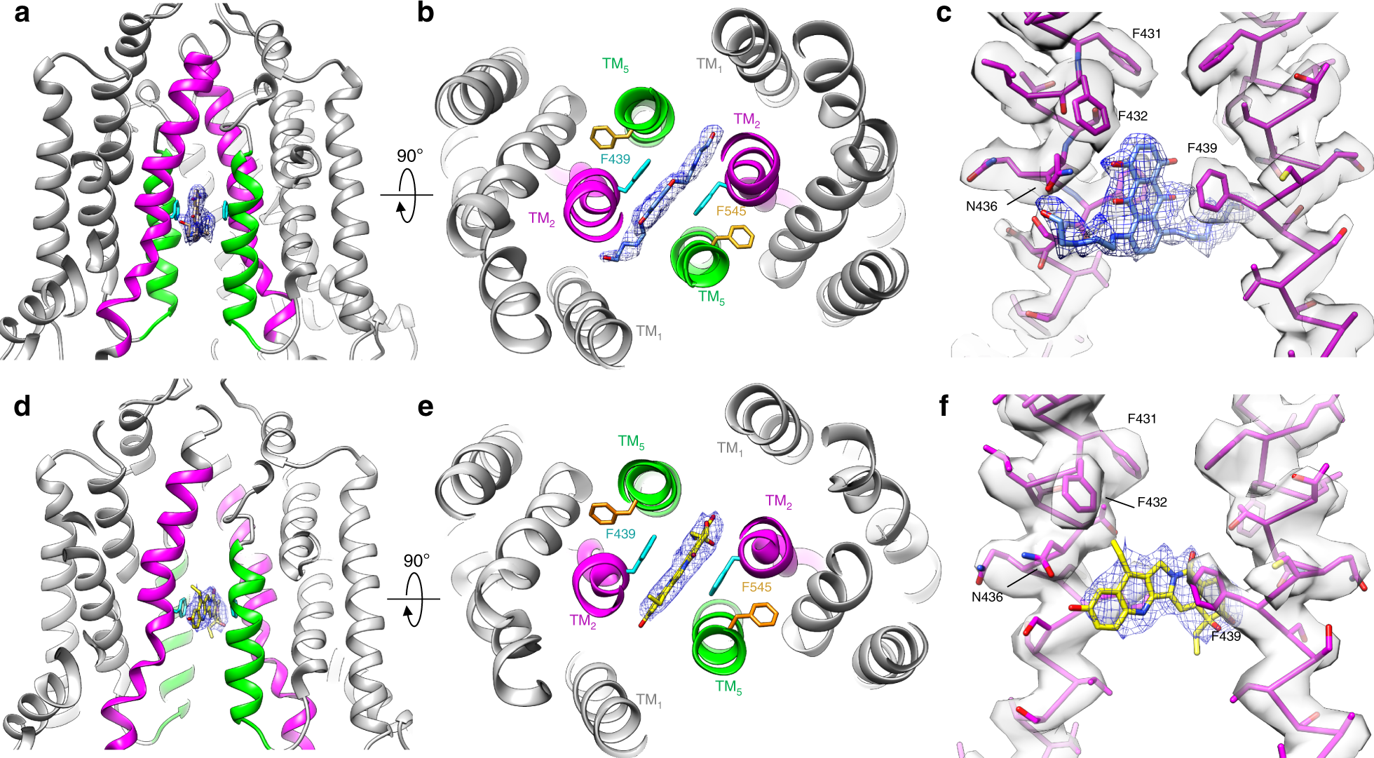 Fig. 4: Binding of MXN and SN38 to ABCG2.