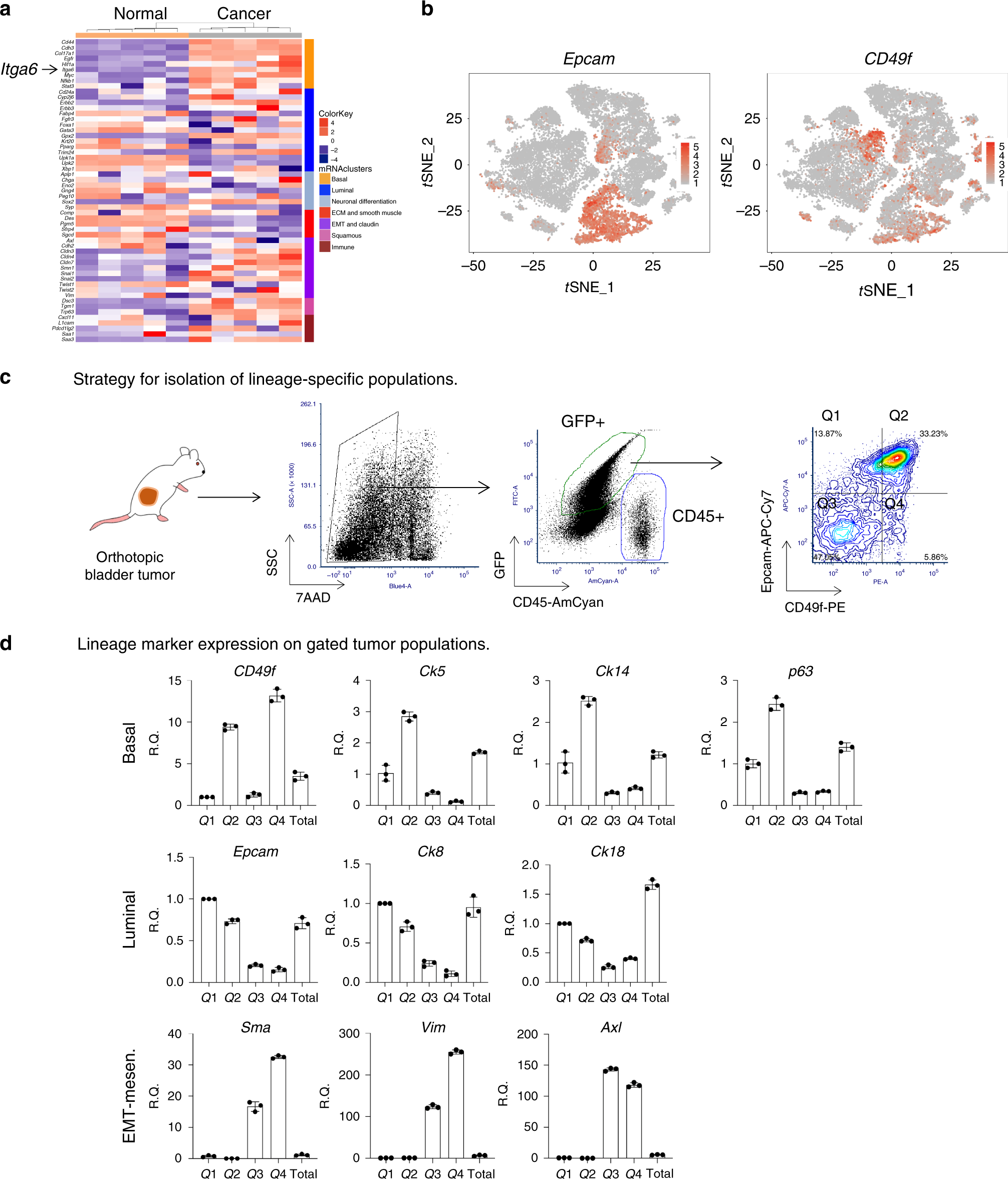 Fig. 4: Identification of CD49f (Itga6) as a differentially expressed cell surface marker in OHBBN-induced bladder tumors.