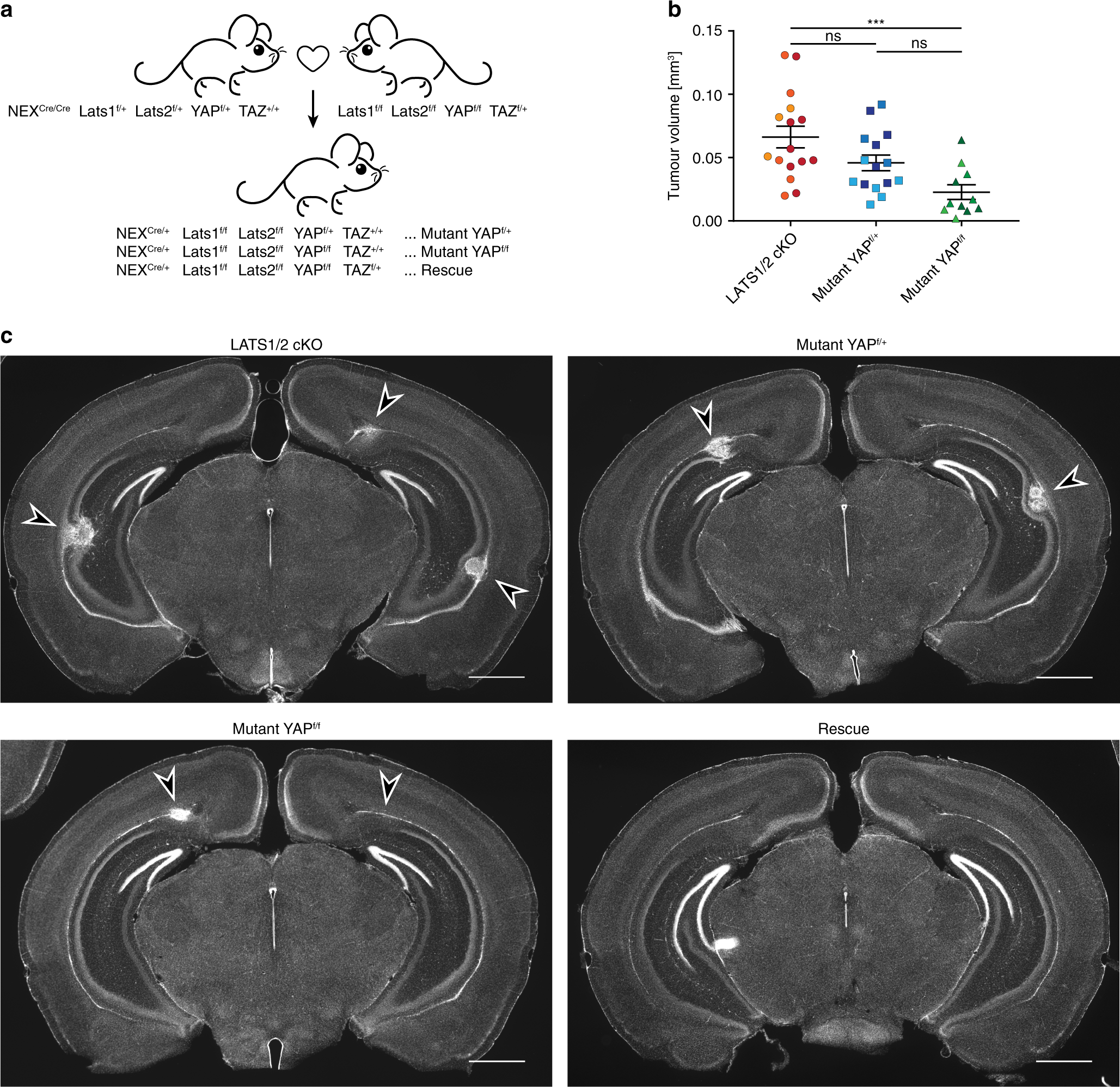 Fig. 4: YAP1 and TAZ are necessary for tumour development in LATS1/2 cKO mice.