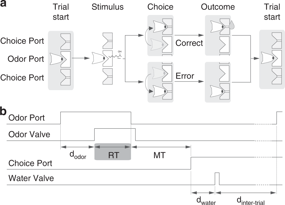 Fig. 1: Two-alternative odor choice task.