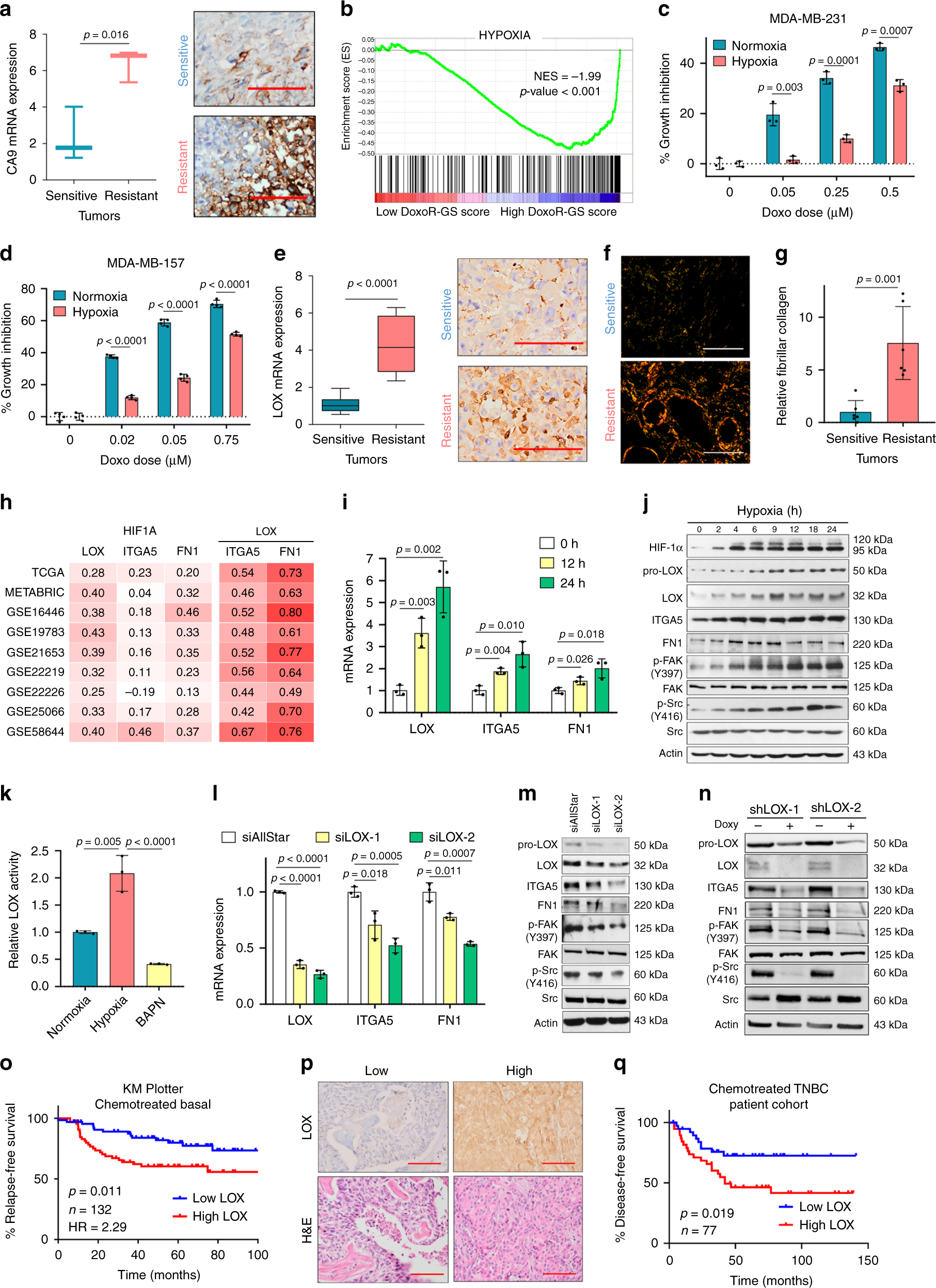 Fig. 2: Hypoxia-induced LOX hyperactivates ITGA5/FN1/FAK/Src axis in TNBCs.