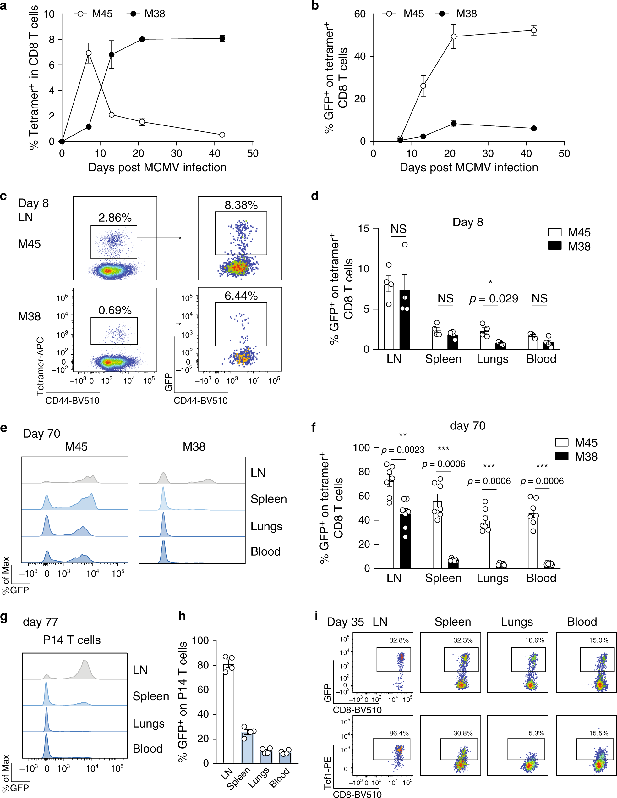 Tcf1+ cells are required to maintain the inflationary T cell pool upon MCMV  infection | Nature Communications