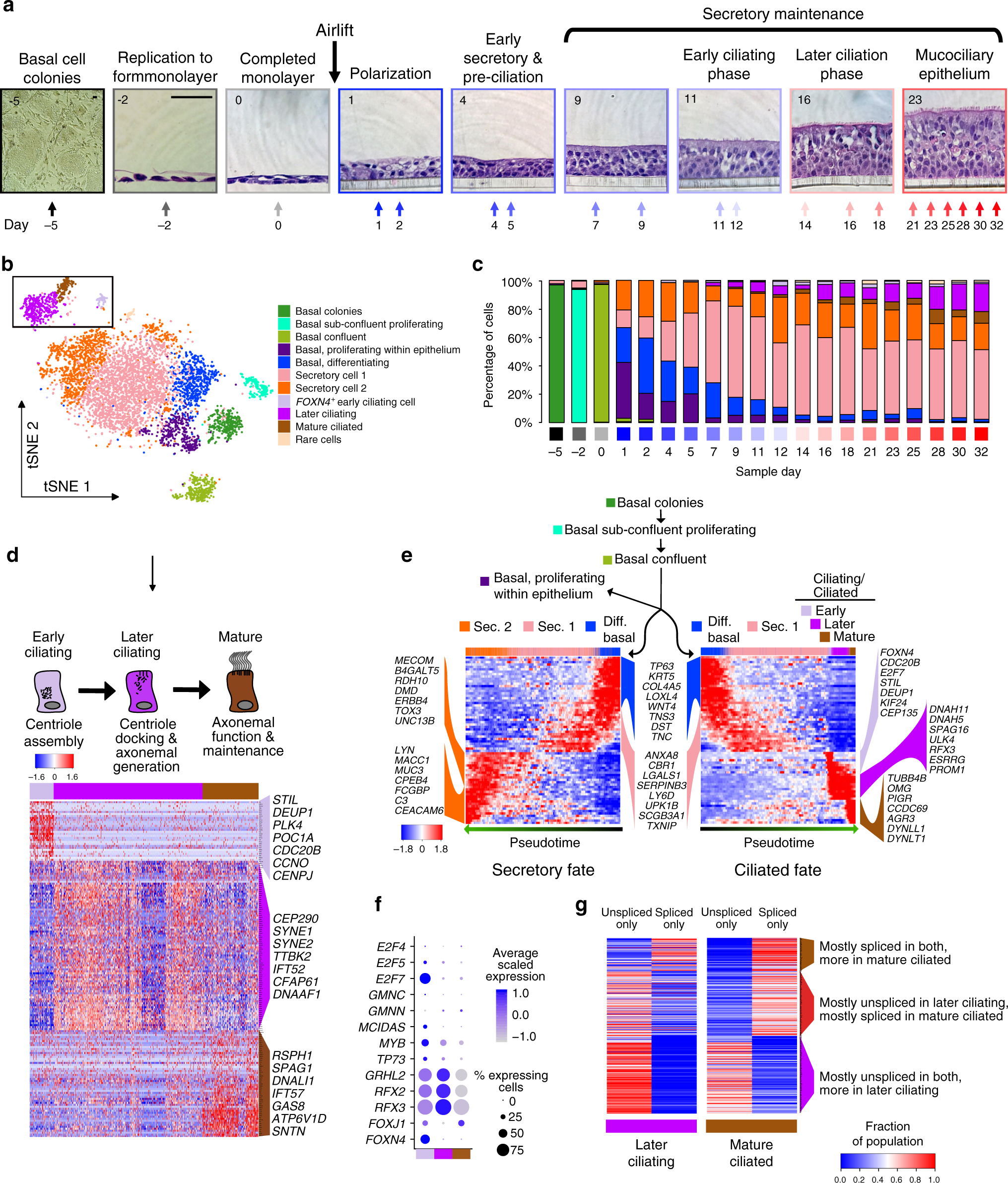 Fig. 5: Sequential transcriptional programs drive motile ciliogenesis.