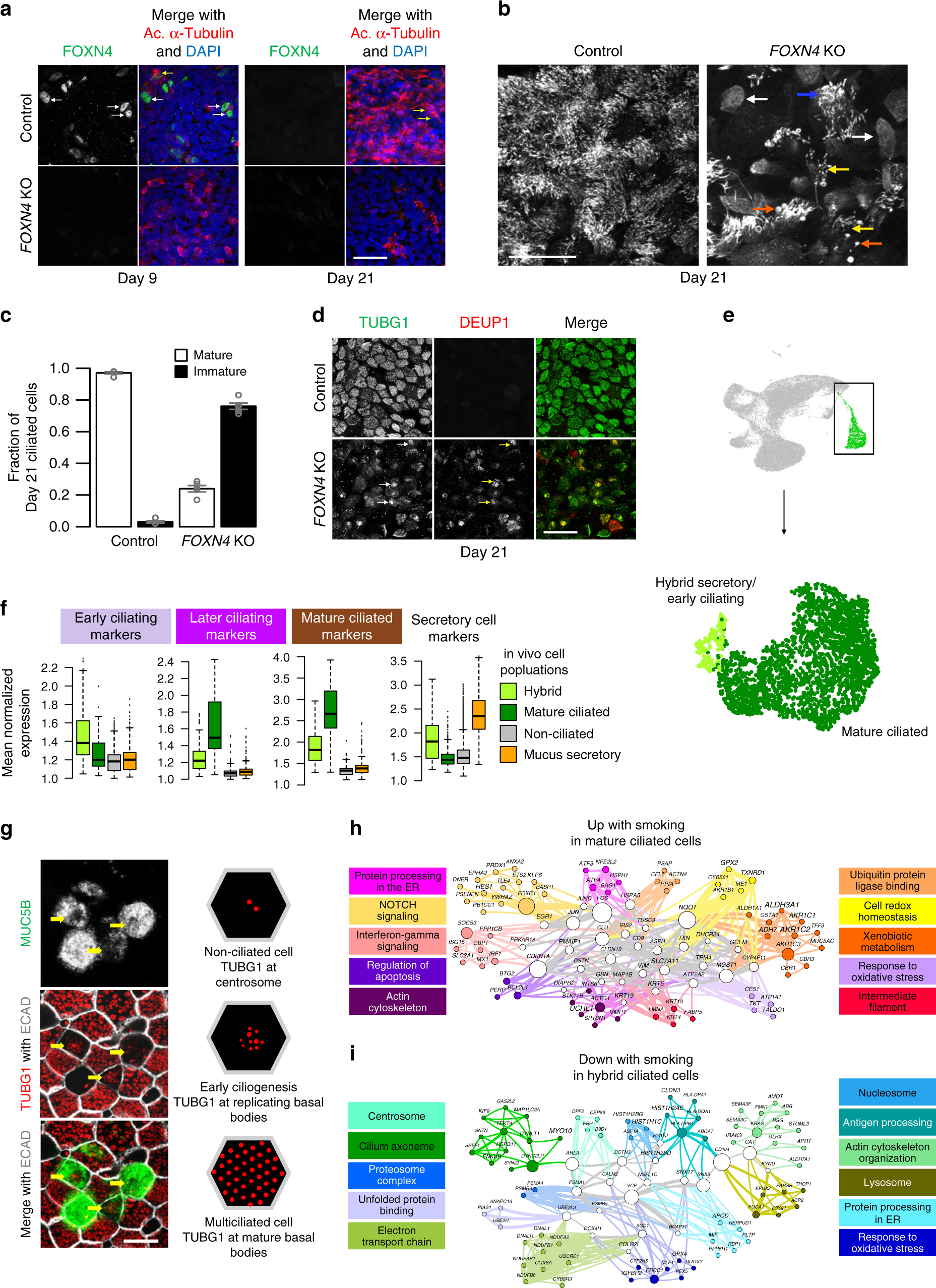 Fig. 6: Smoking inhibits the early ciliating state.