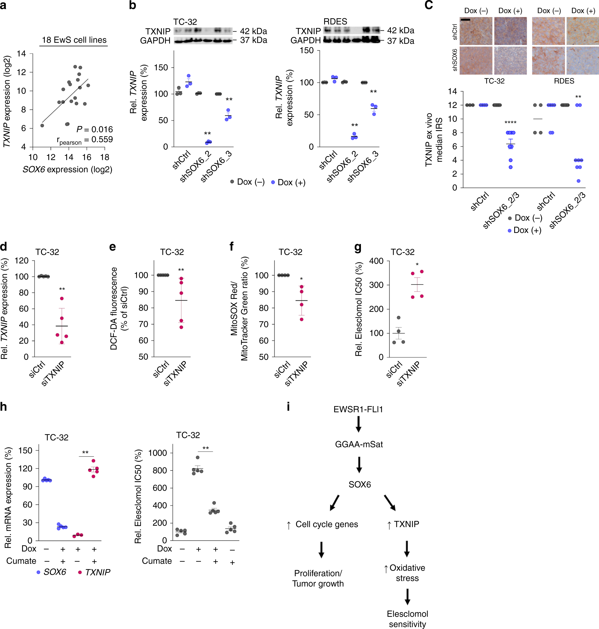 Fig. 6: SOX6-mediated TXNIP expression causes Elesclomol sensitivity.