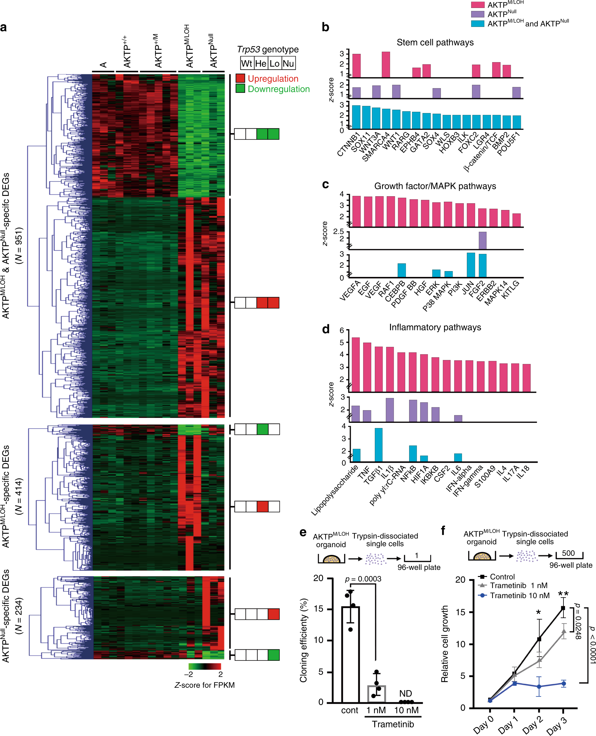 Fig. 7: Activation of inflammatory and MAPK pathways by Trp53 GOF mutation with LOH.