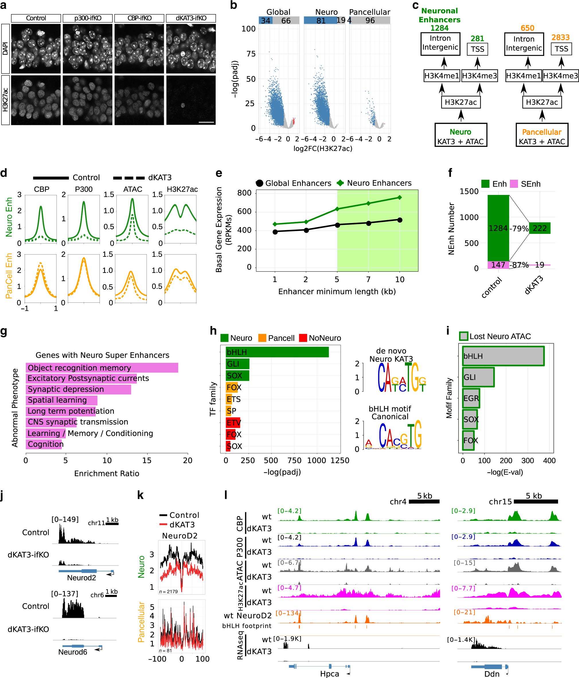 Fig. 5: H3K27ac is strongly decreased in neuro-specific locations and correlates with gene downregulation.