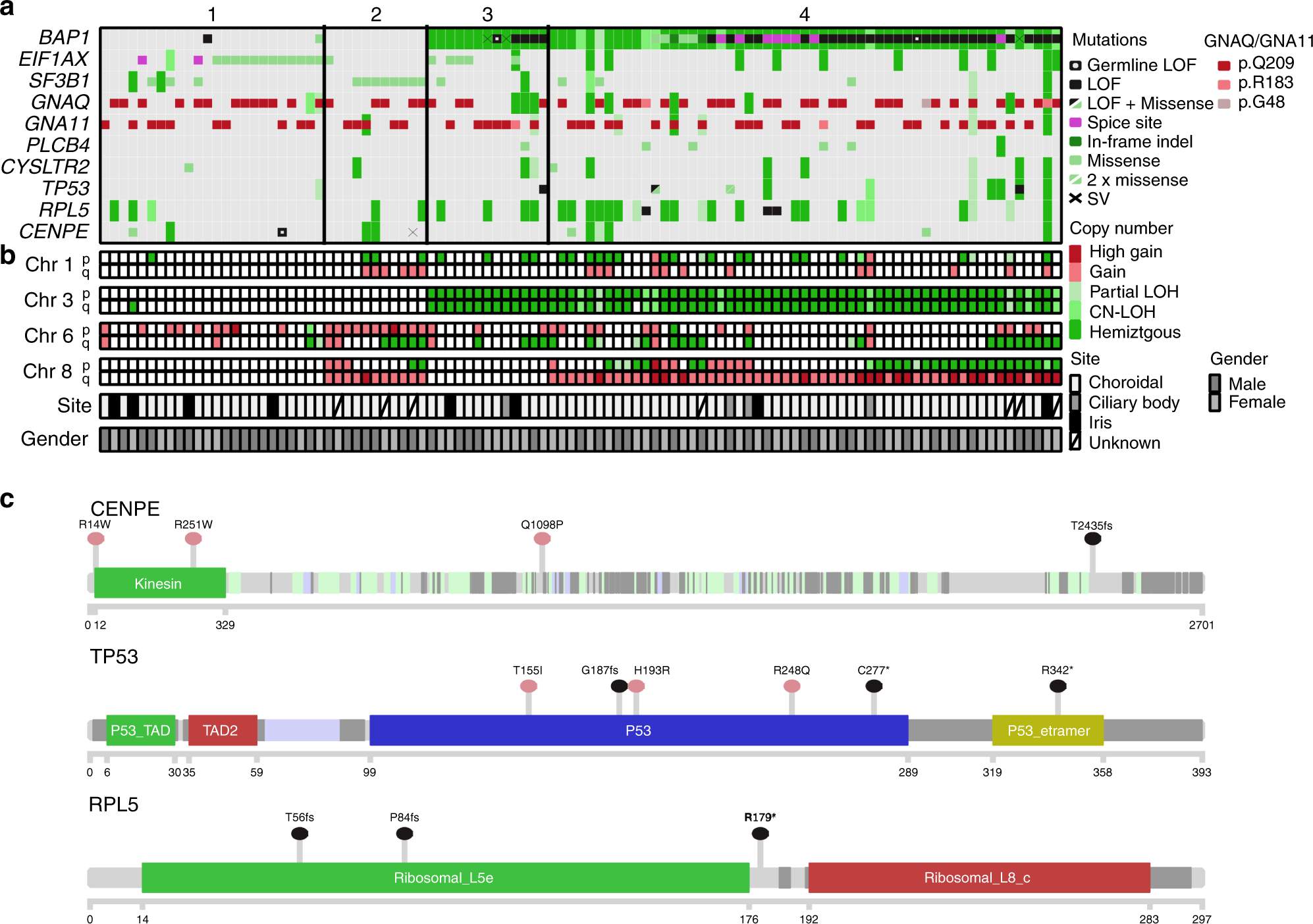 Fig. 3: Significantly mutated UM genes.